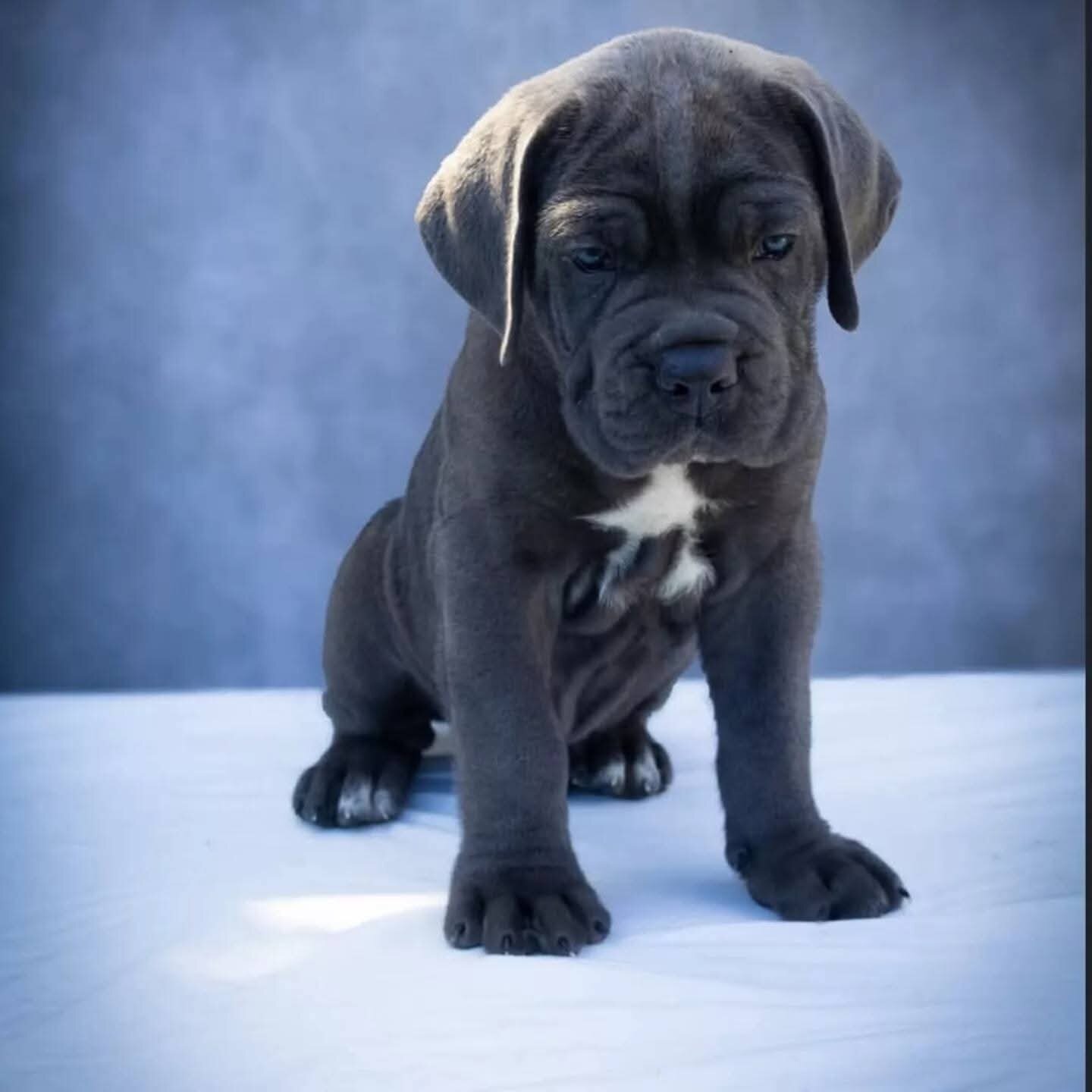 Cane Corso Puppies image 1