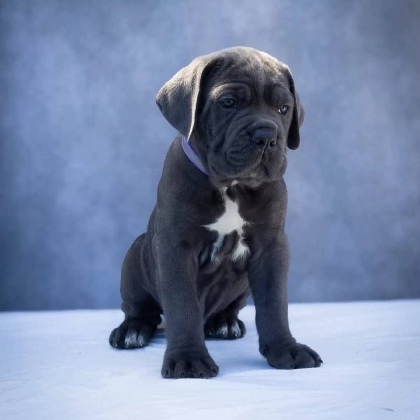 Cane Corso Puppies image 2