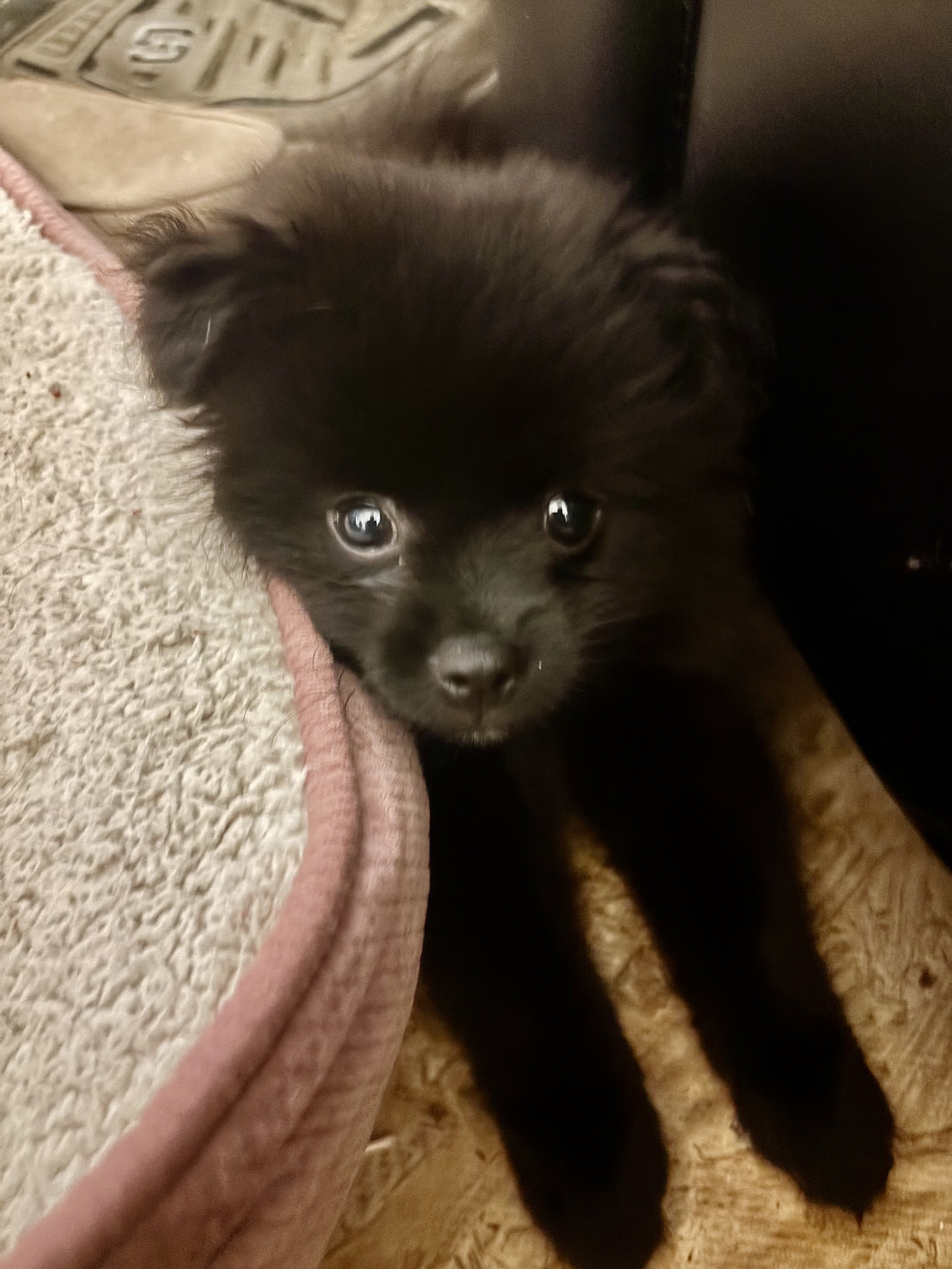 Pomeranian Purebred- black with dash of white image 4
