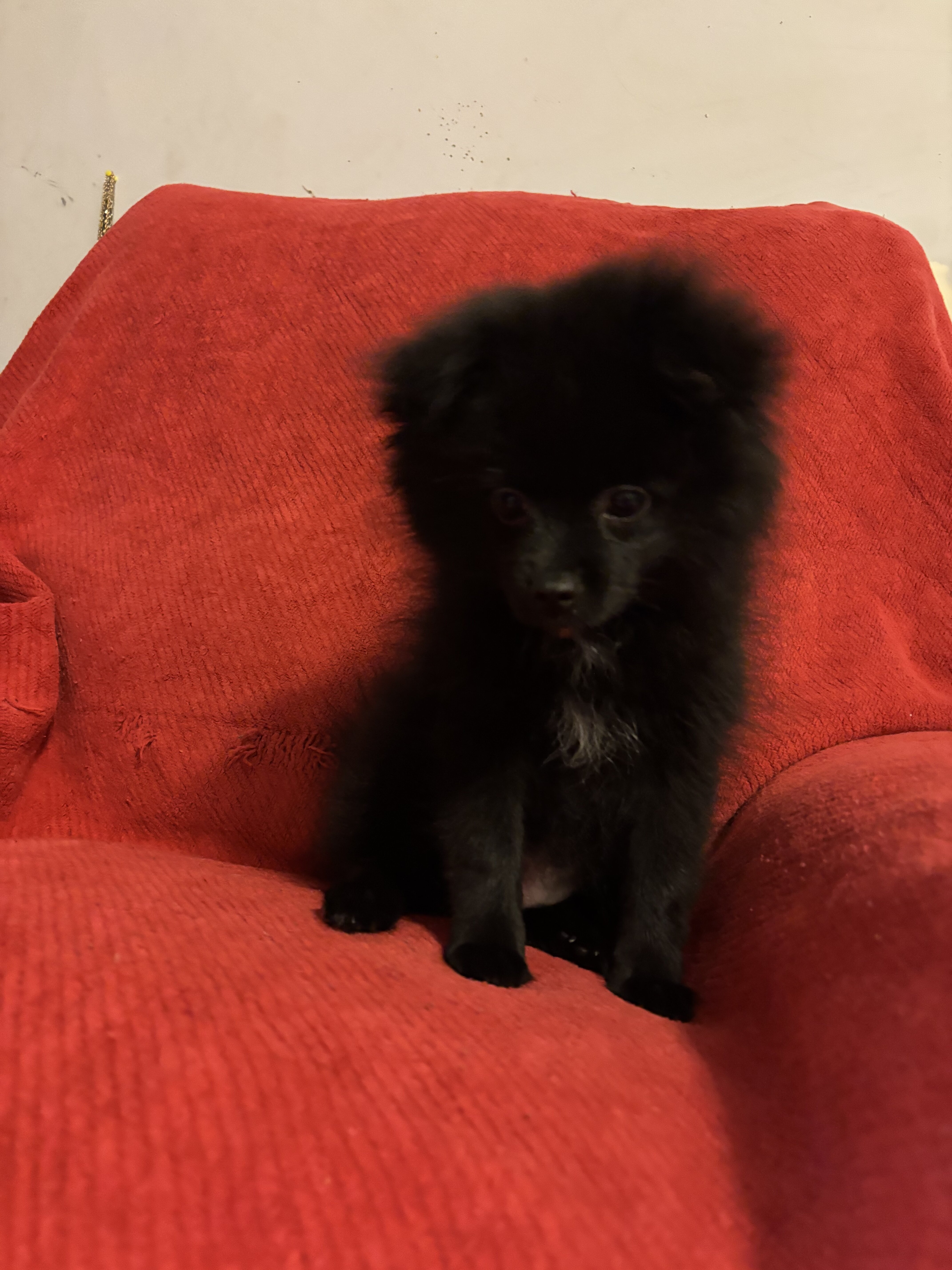 Pomeranian Purebred- black with dash of white image 2