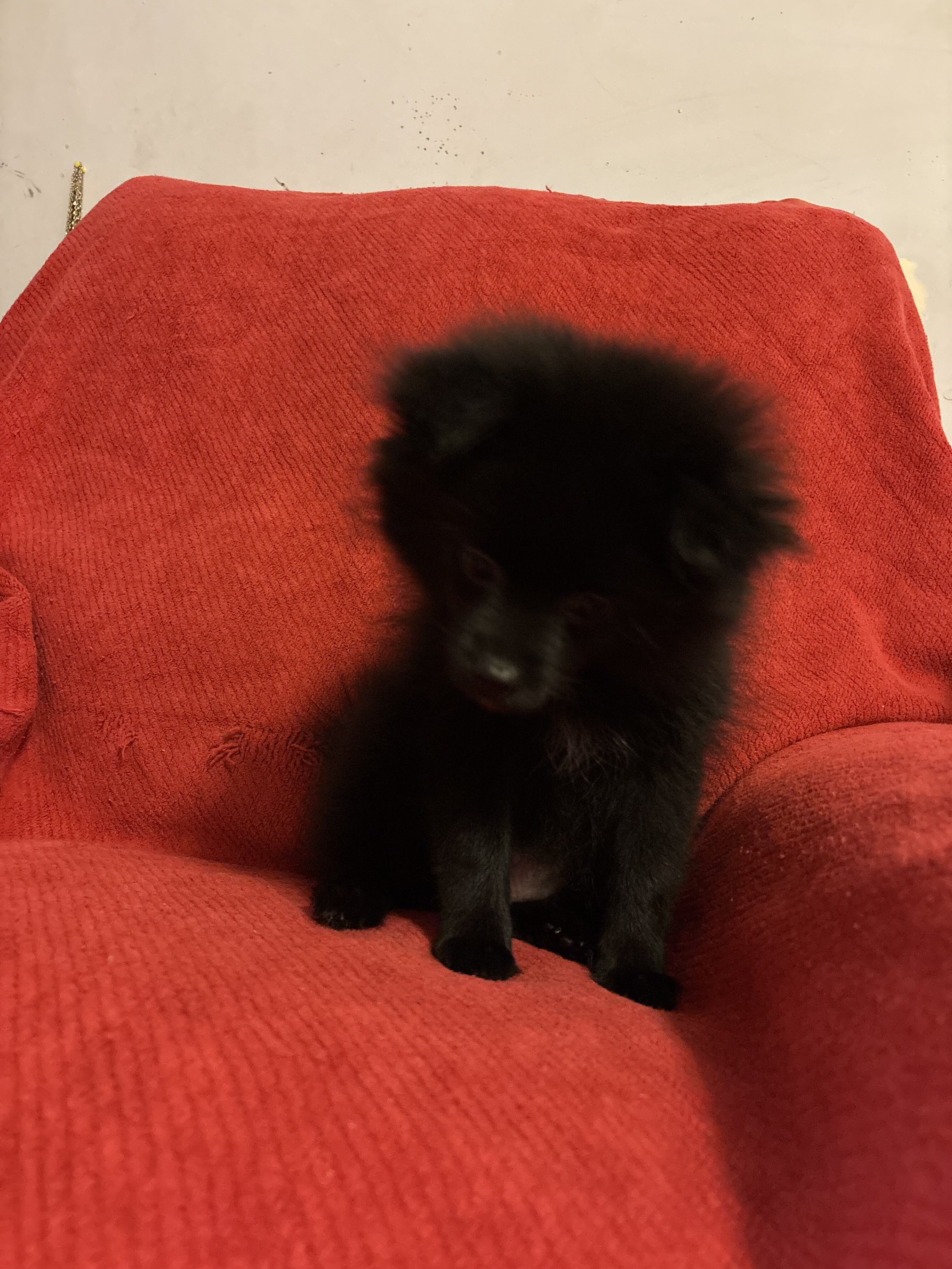 Pomeranian Purebred- black with dash of white image 1