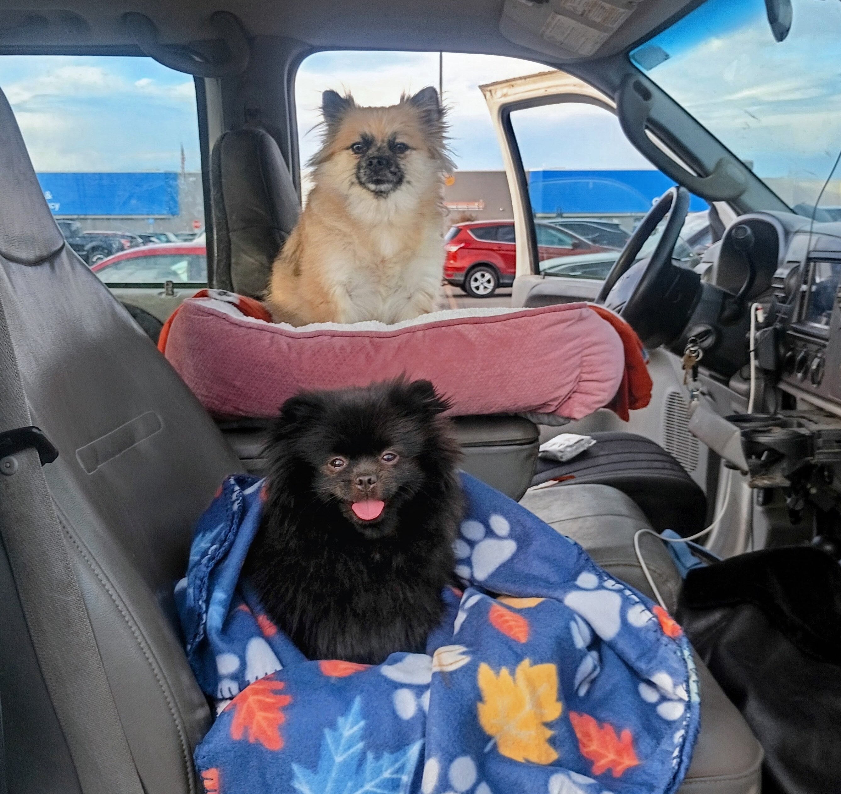 Pomeranian Purebred- black with dash of white image 6