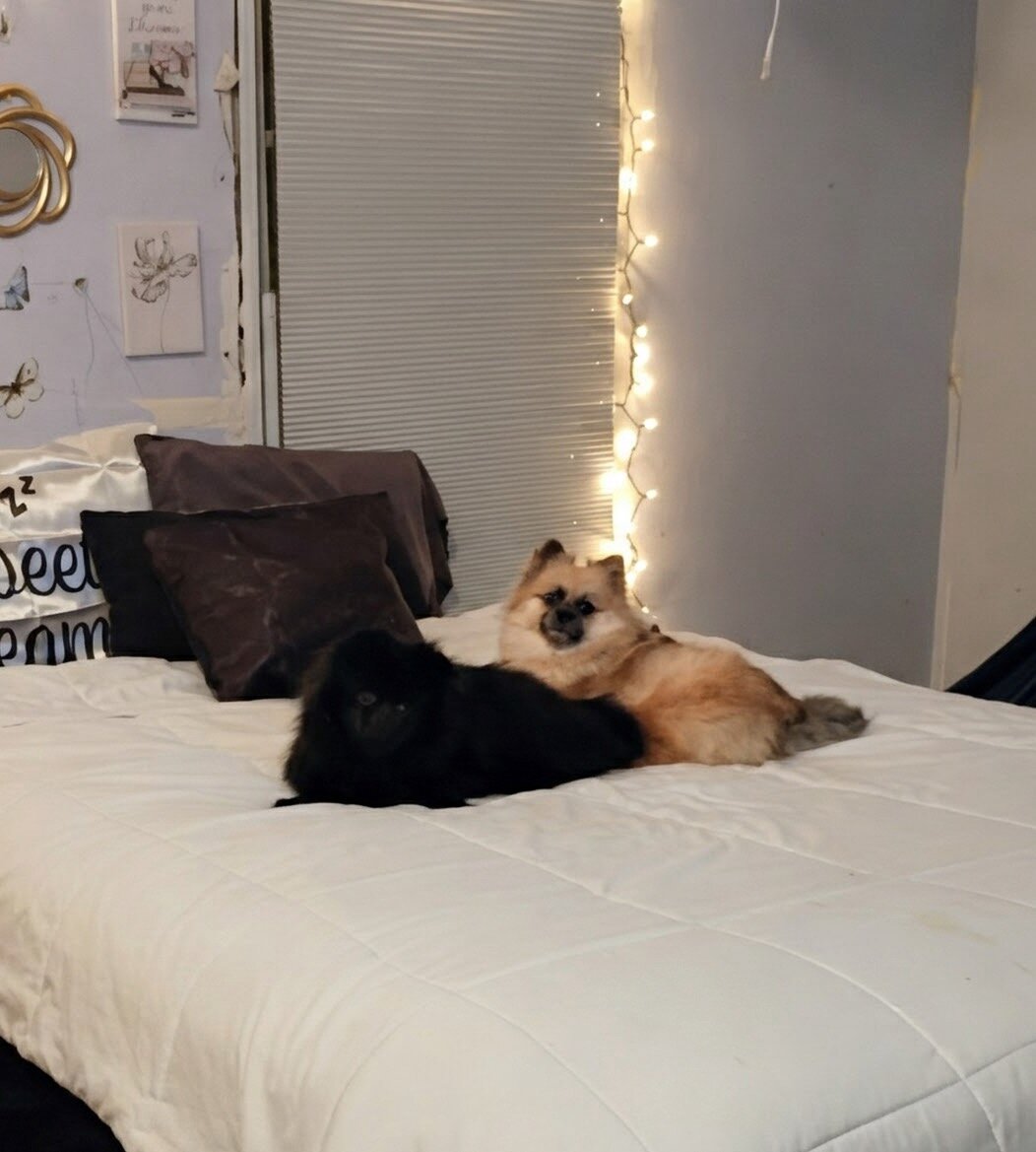 Pomeranian Purebred- black with dash of white image 8