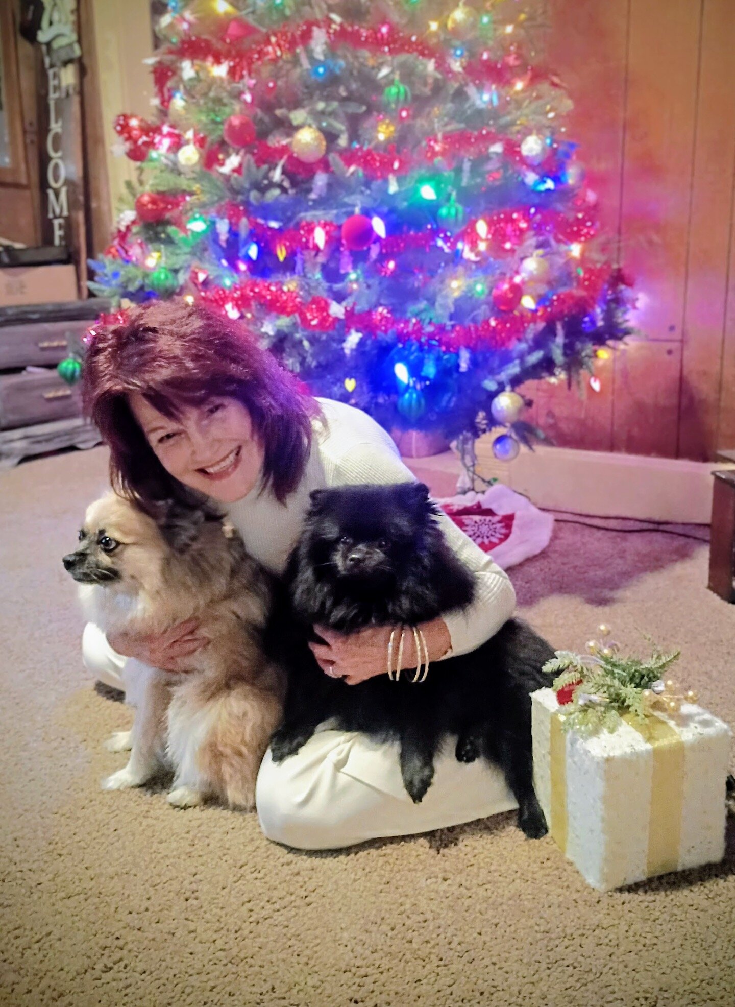 Pomeranian Purebred- black with dash of white image 7
