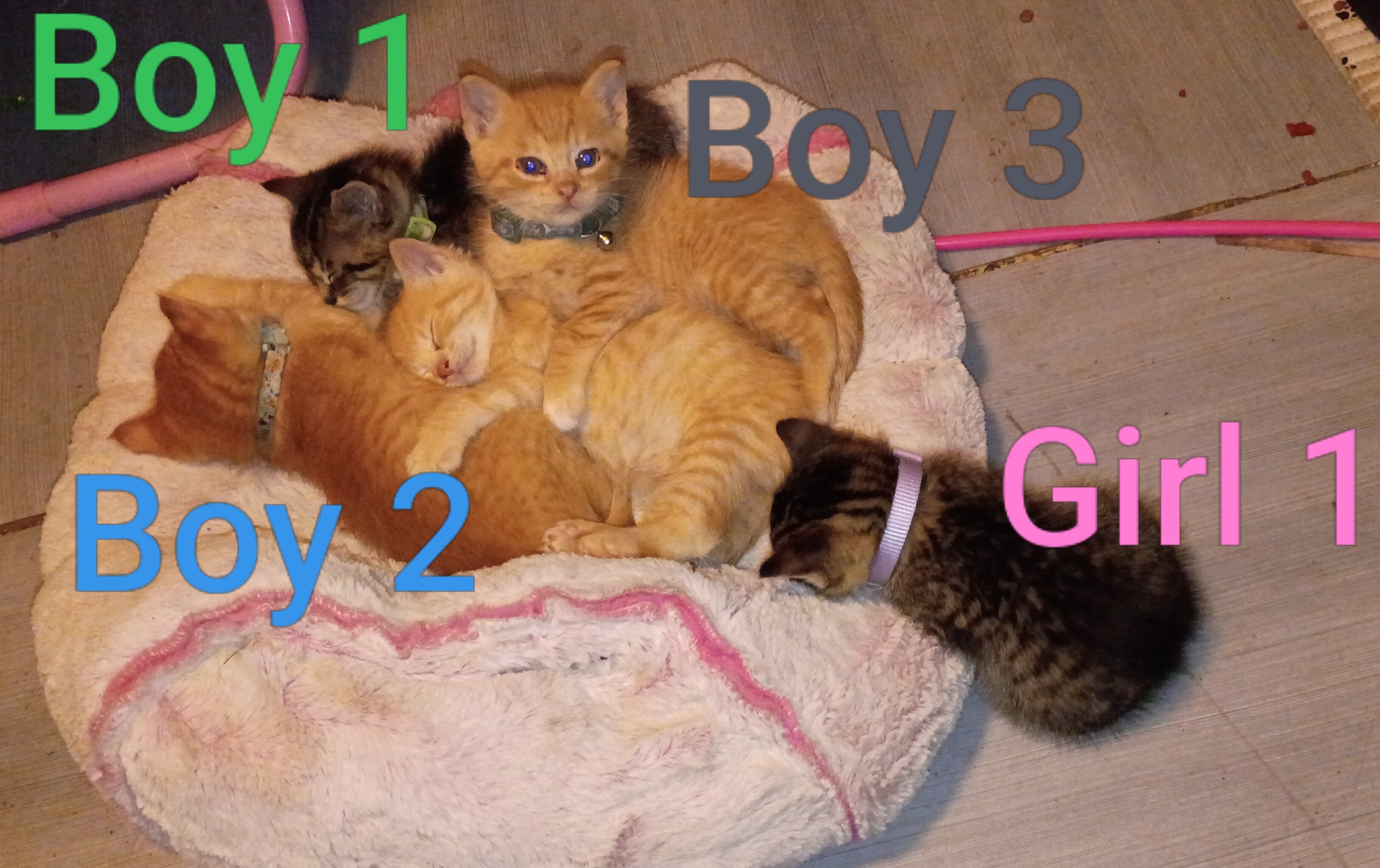 Kittens image 1