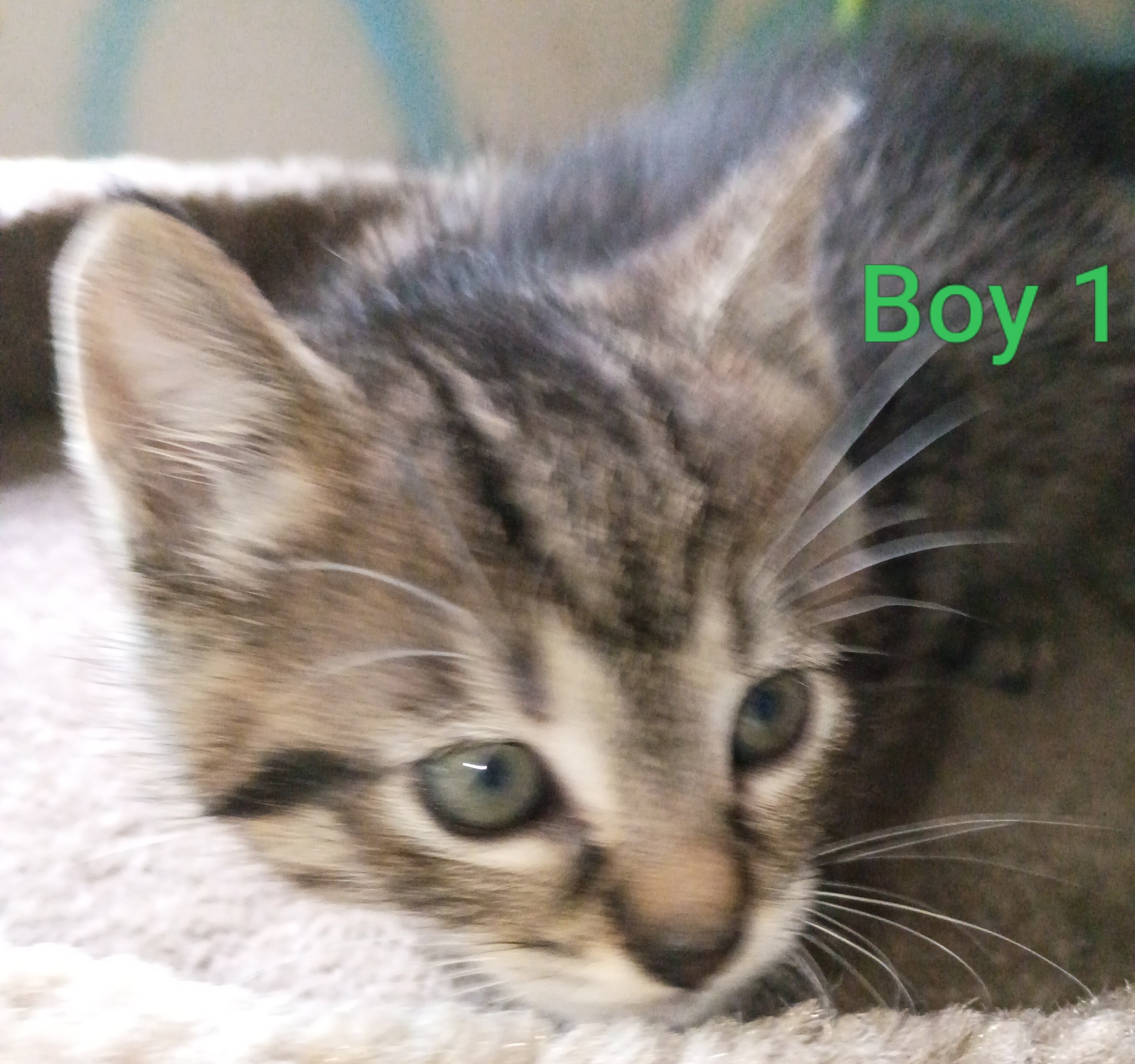 Kittens image 5