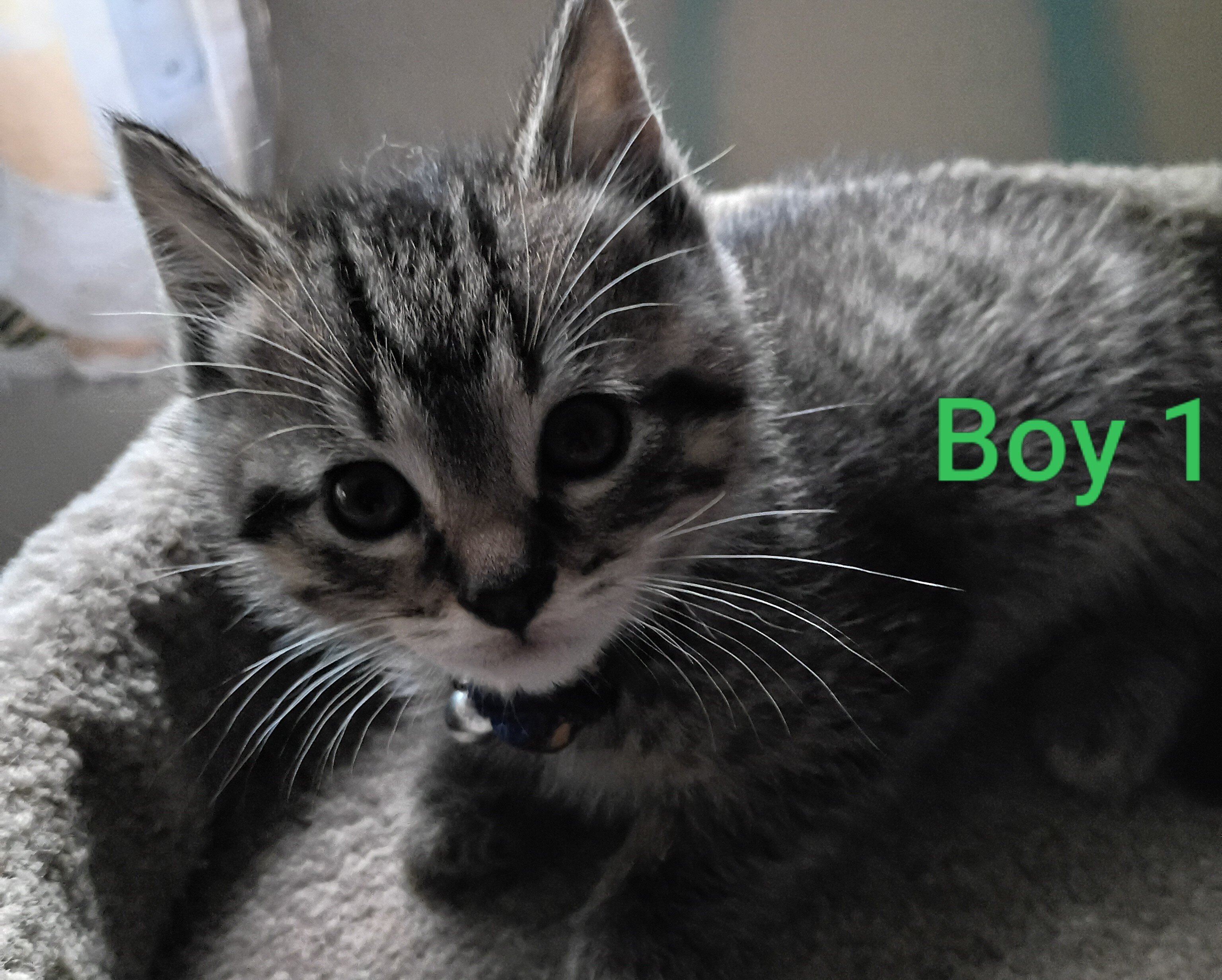 Kittens image 4