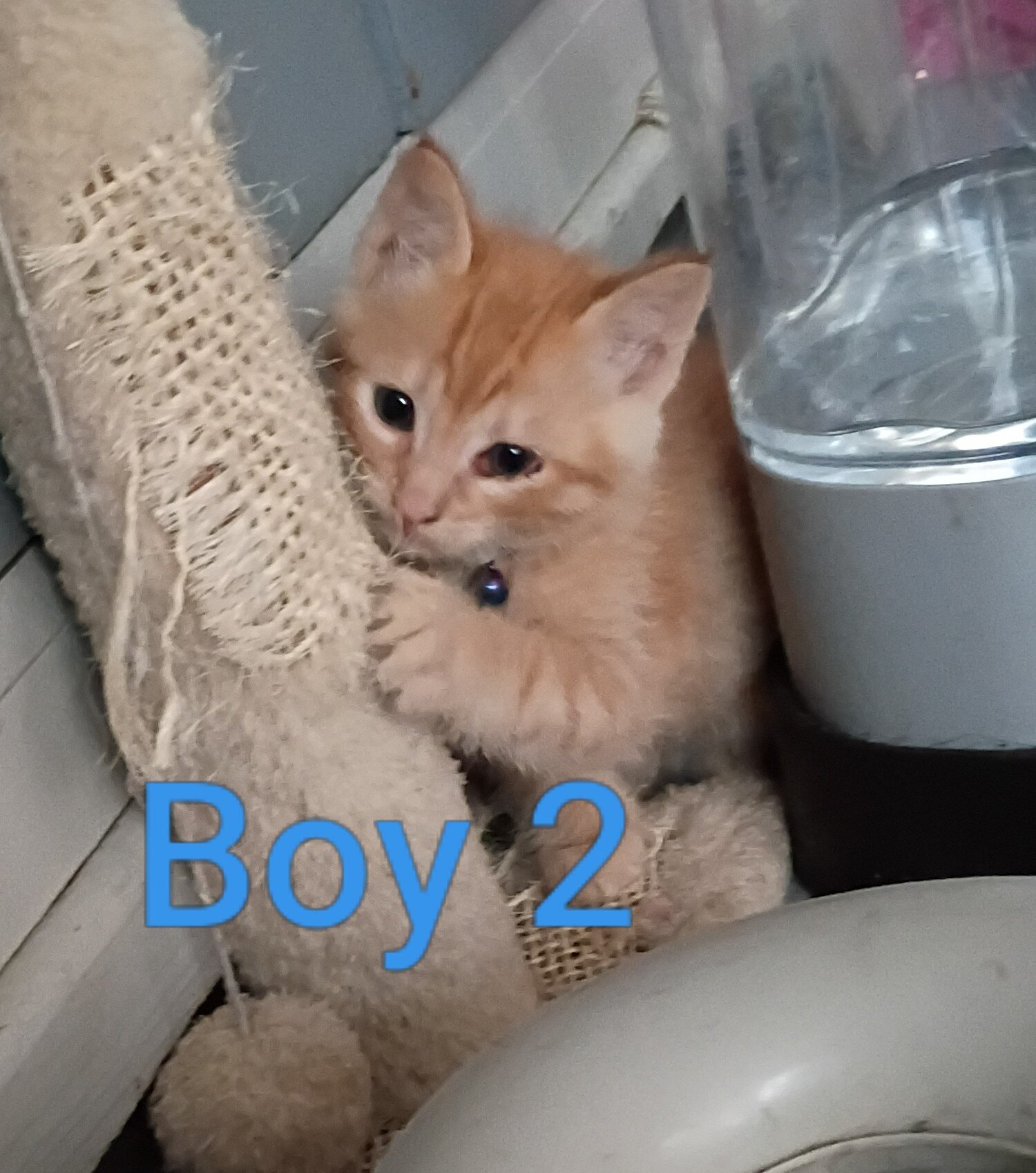 Kittens image 8
