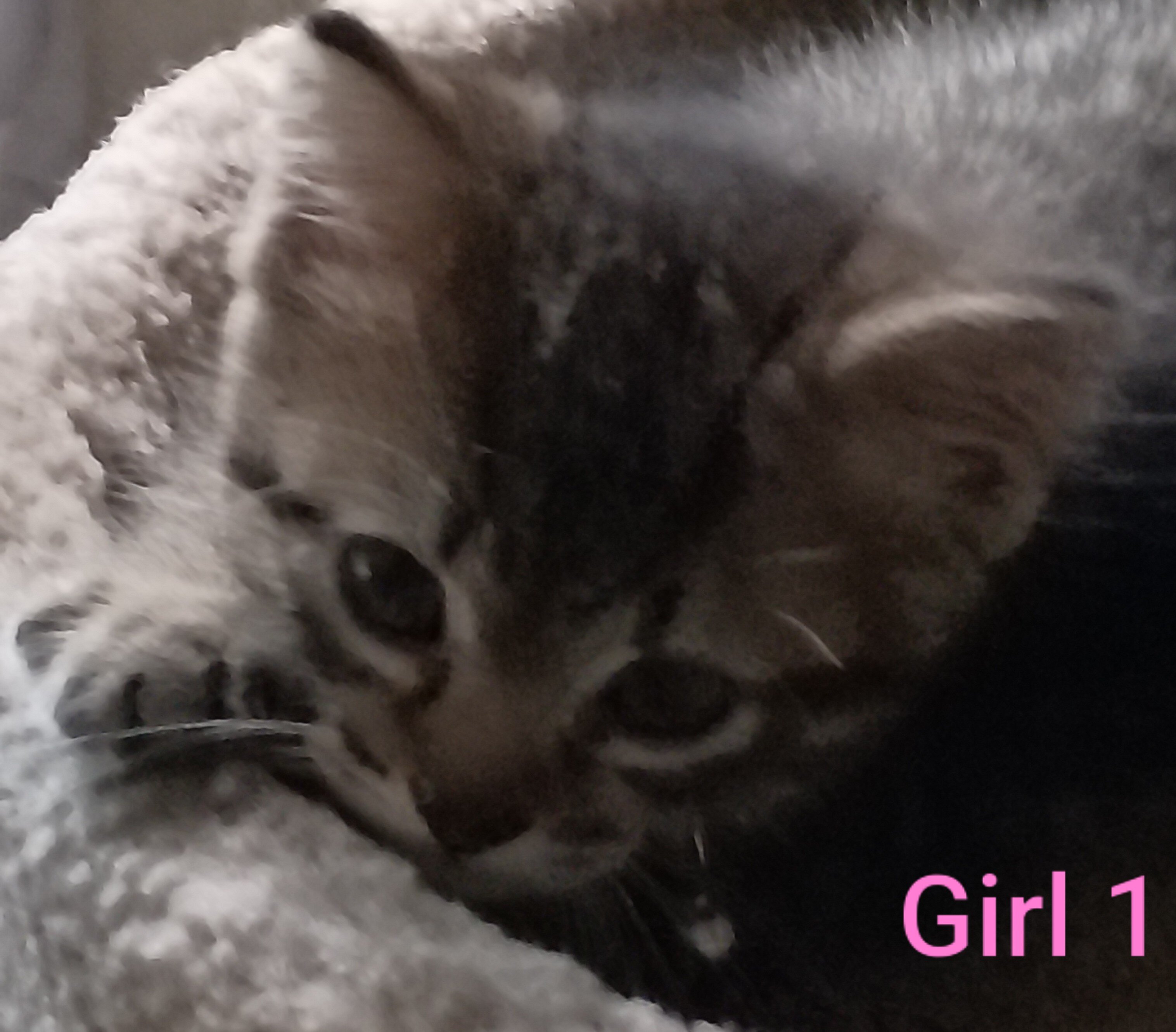 Kittens image 3