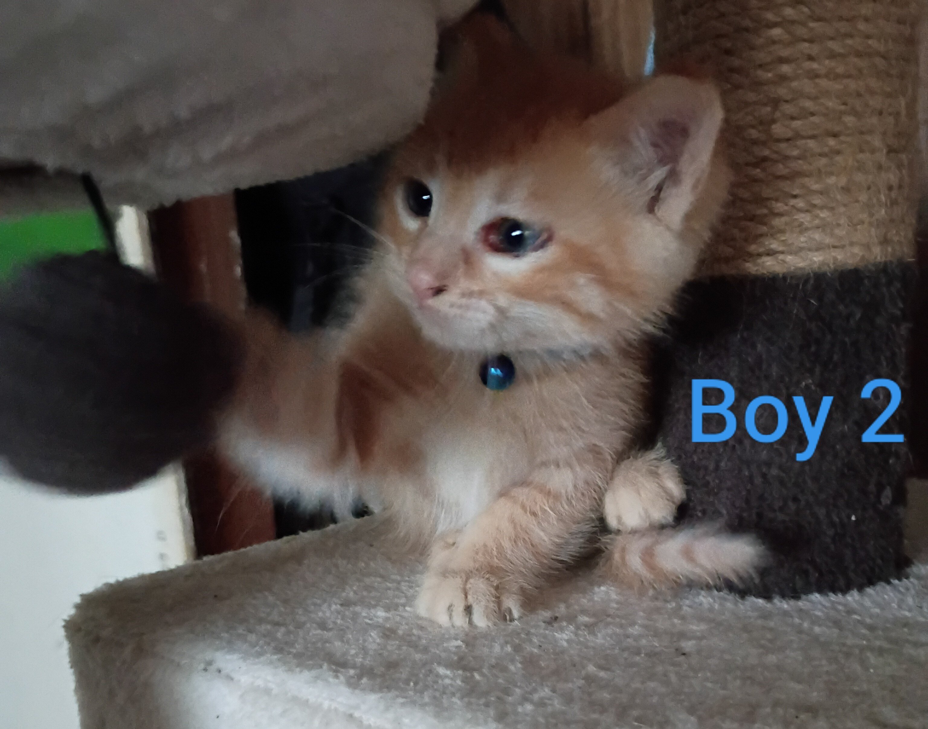 Kittens image 7