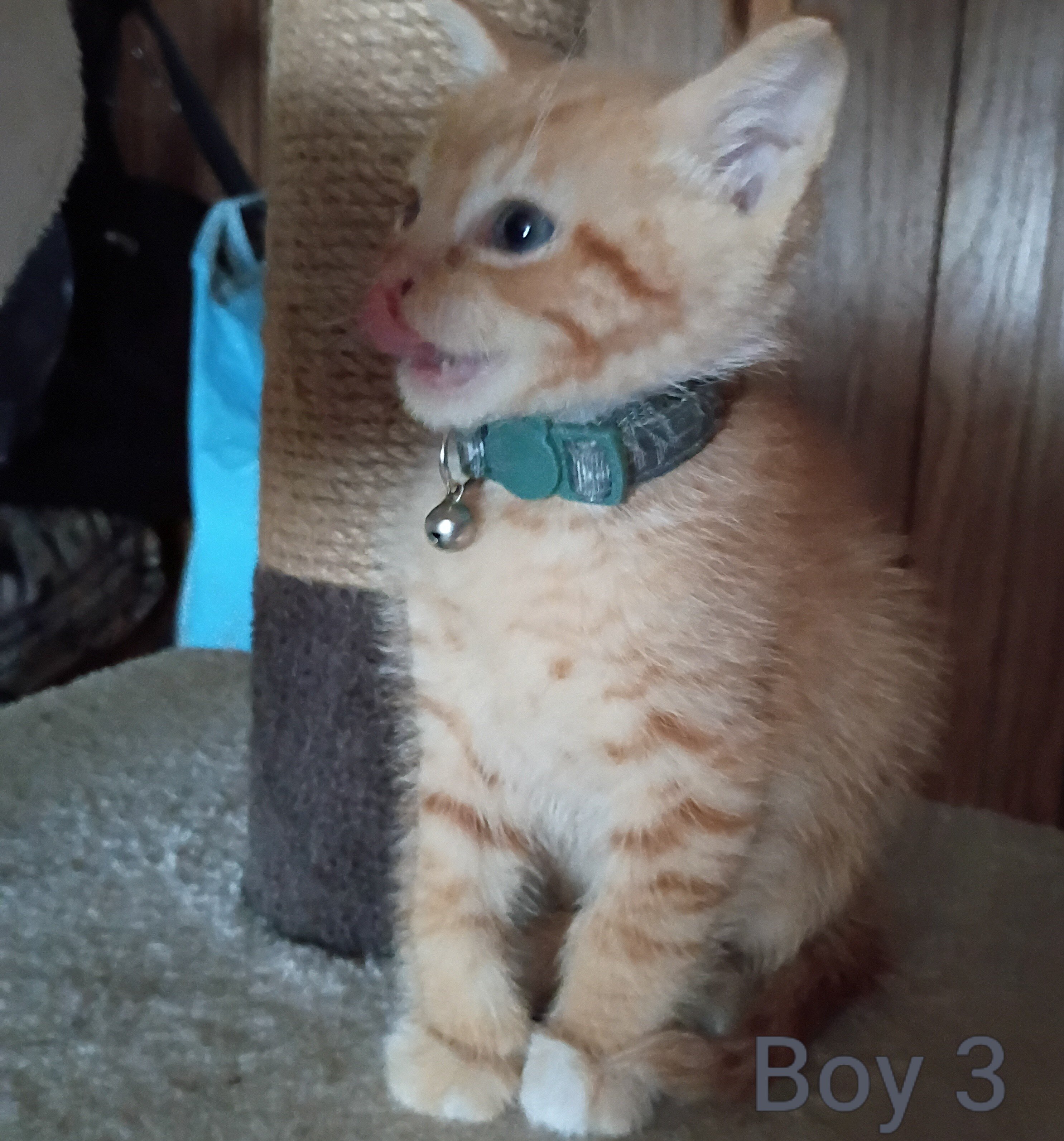 Kittens image 9