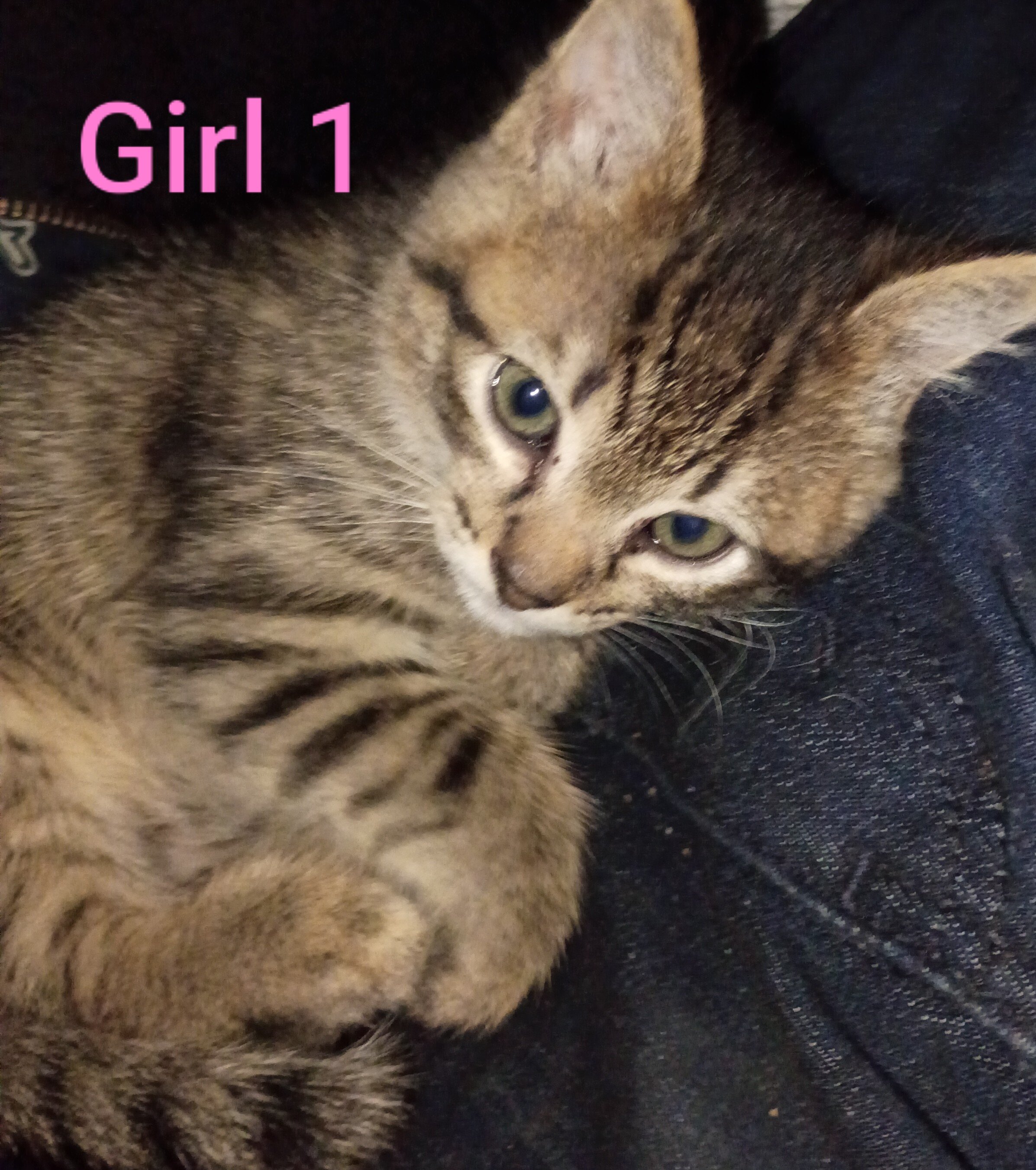 Kittens image 2