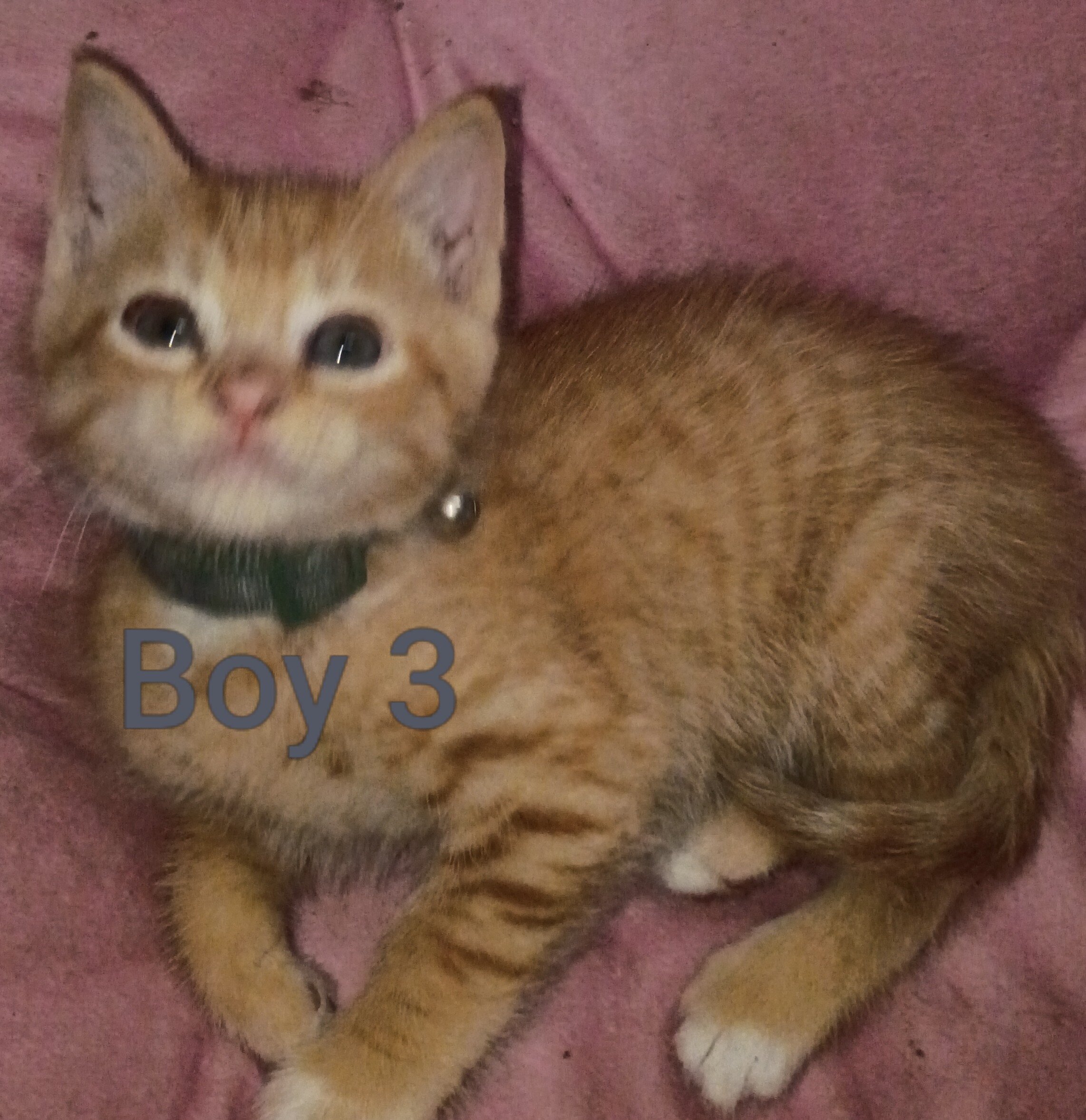 Kittens image 10
