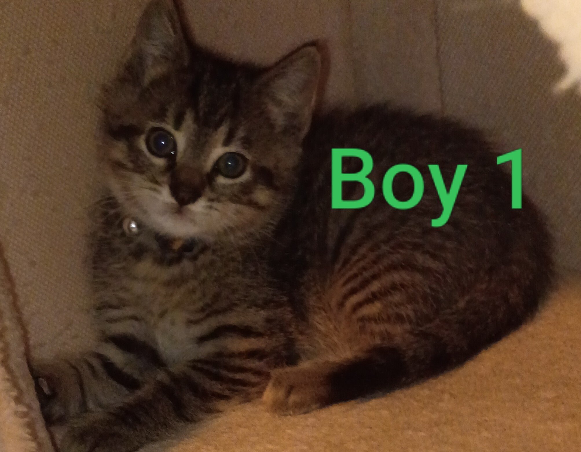 Kittens image 6
