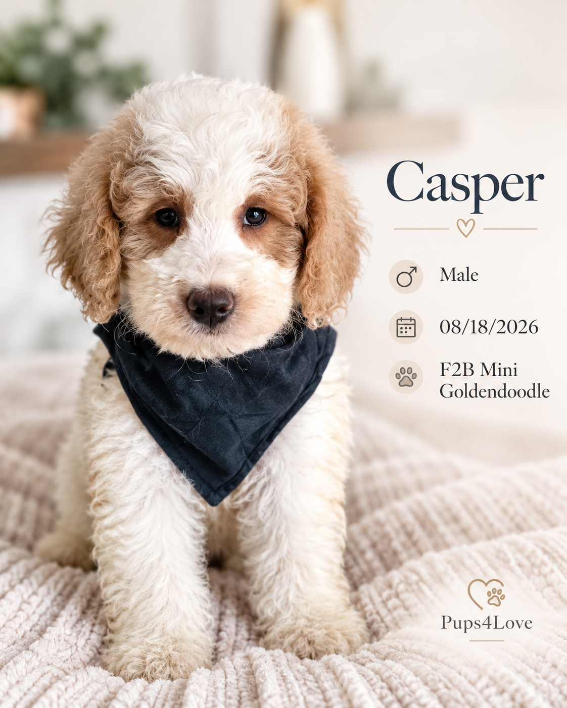 Stunning F2B Mini Goldendoodle Puppies- READY NOW image 6