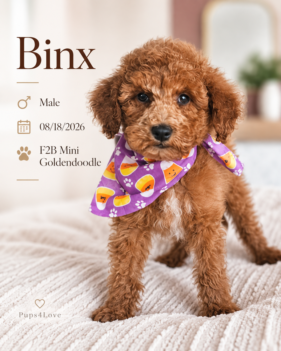 Stunning F2B Mini Goldendoodle Puppies- READY NOW image 7