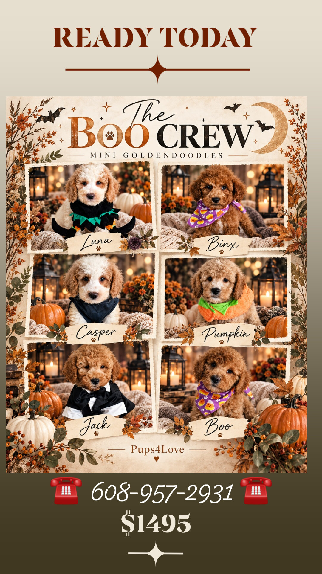 Stunning F2B Mini Goldendoodle Puppies- READY NOW image 1