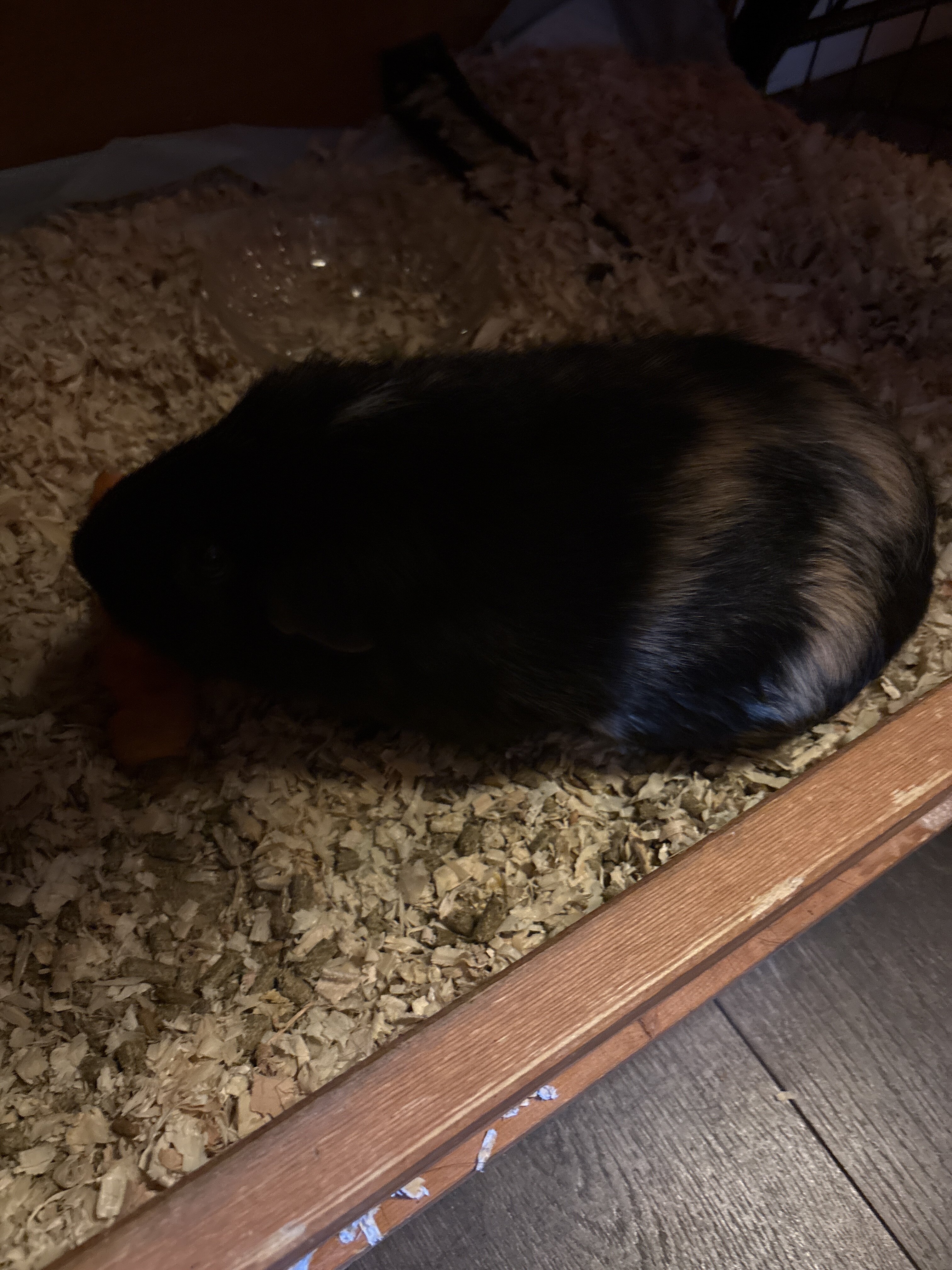 Guinea pig image 1