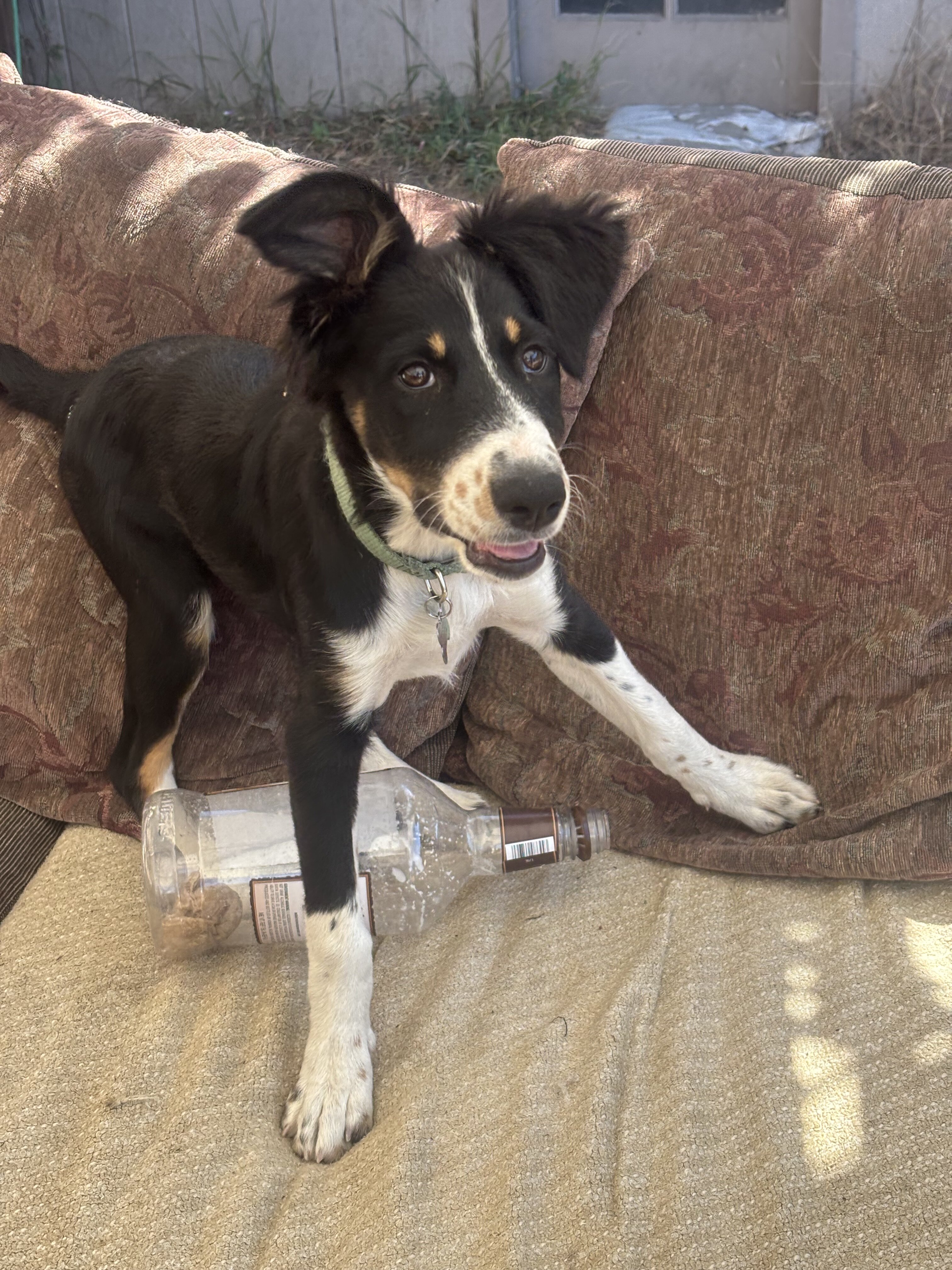 I have a autralian shepard mix i cant support image 2