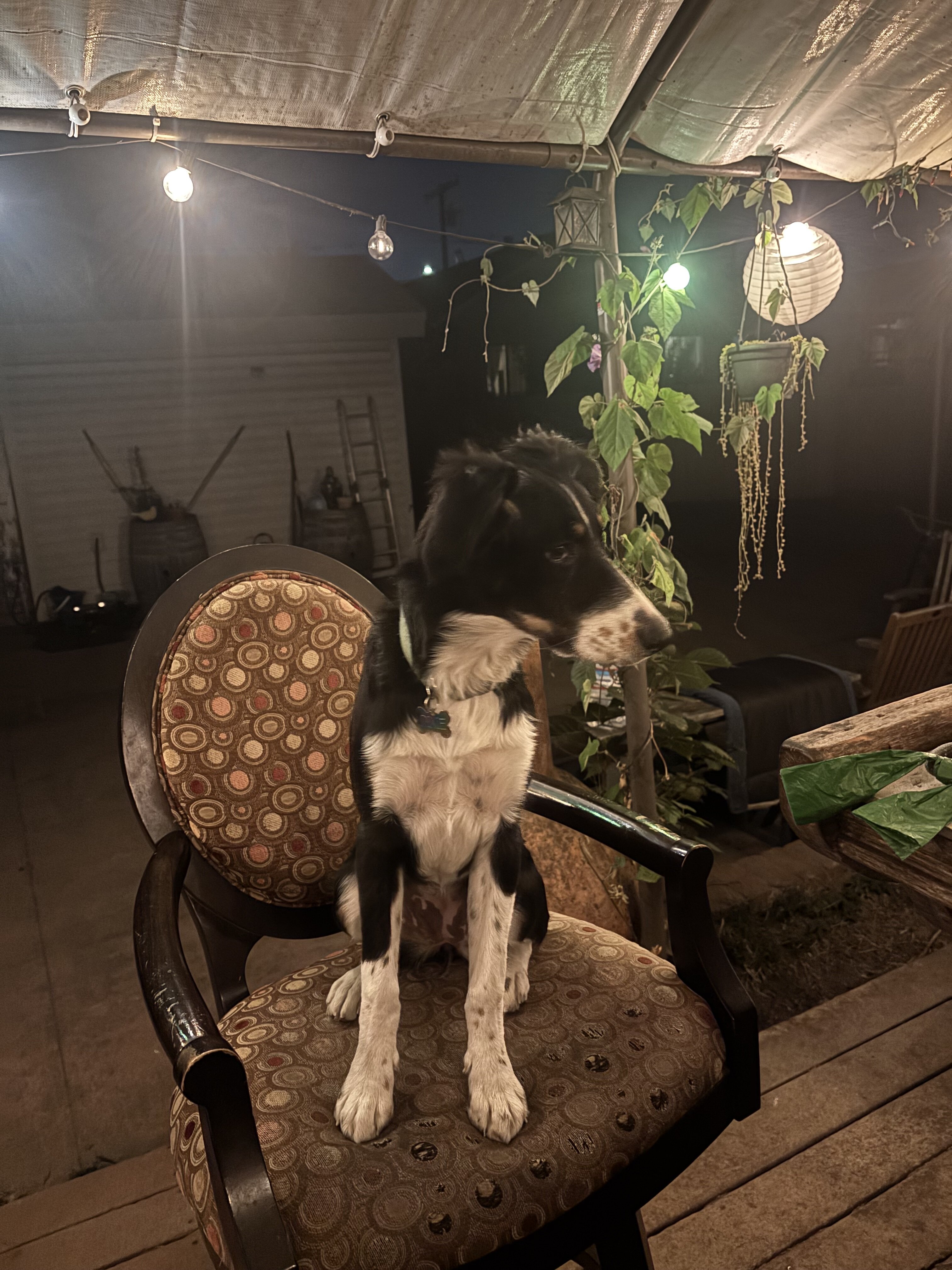 I have a autralian shepard mix i cant support image 3