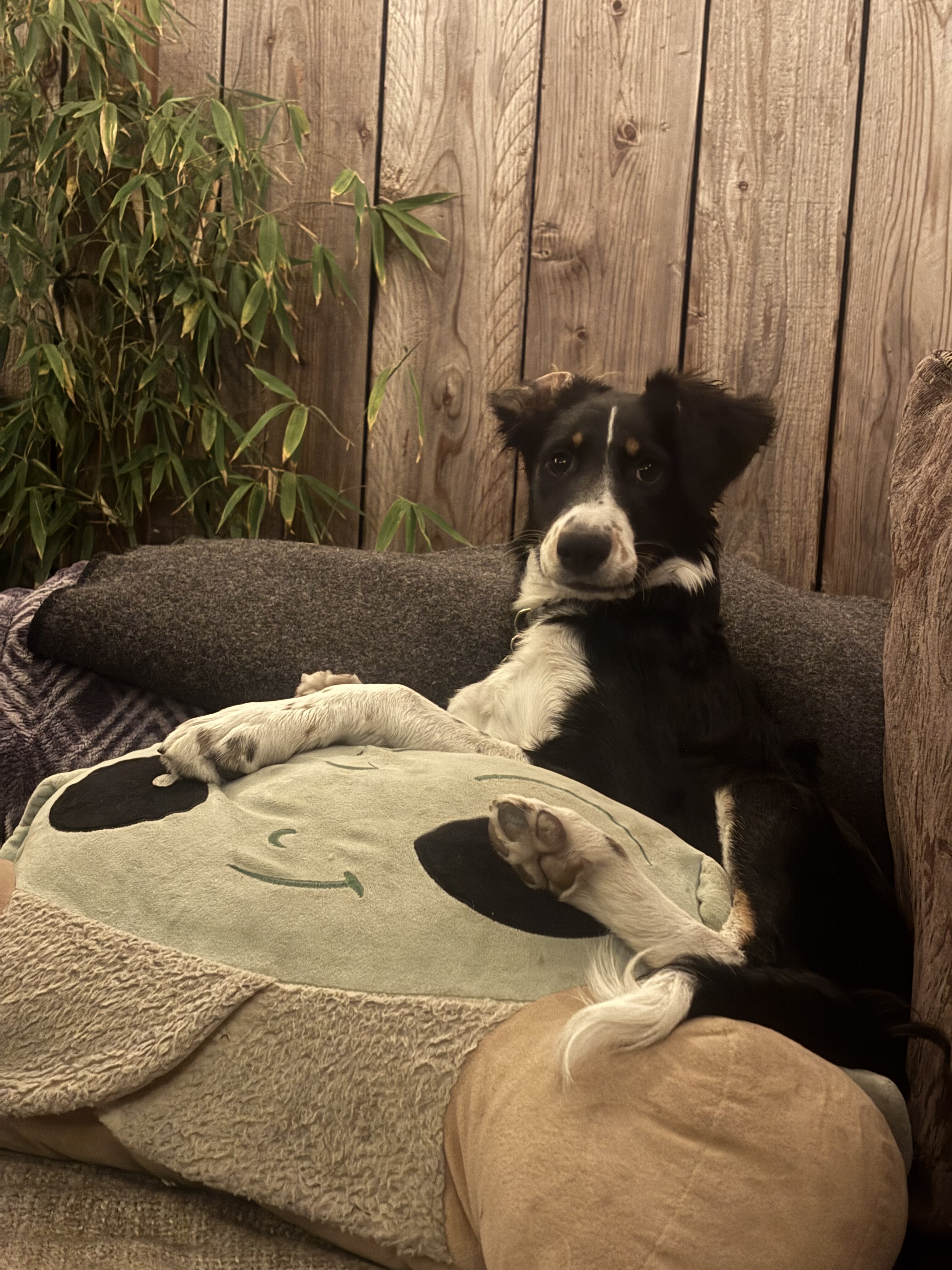 I have a autralian shepard mix i cant support image 5