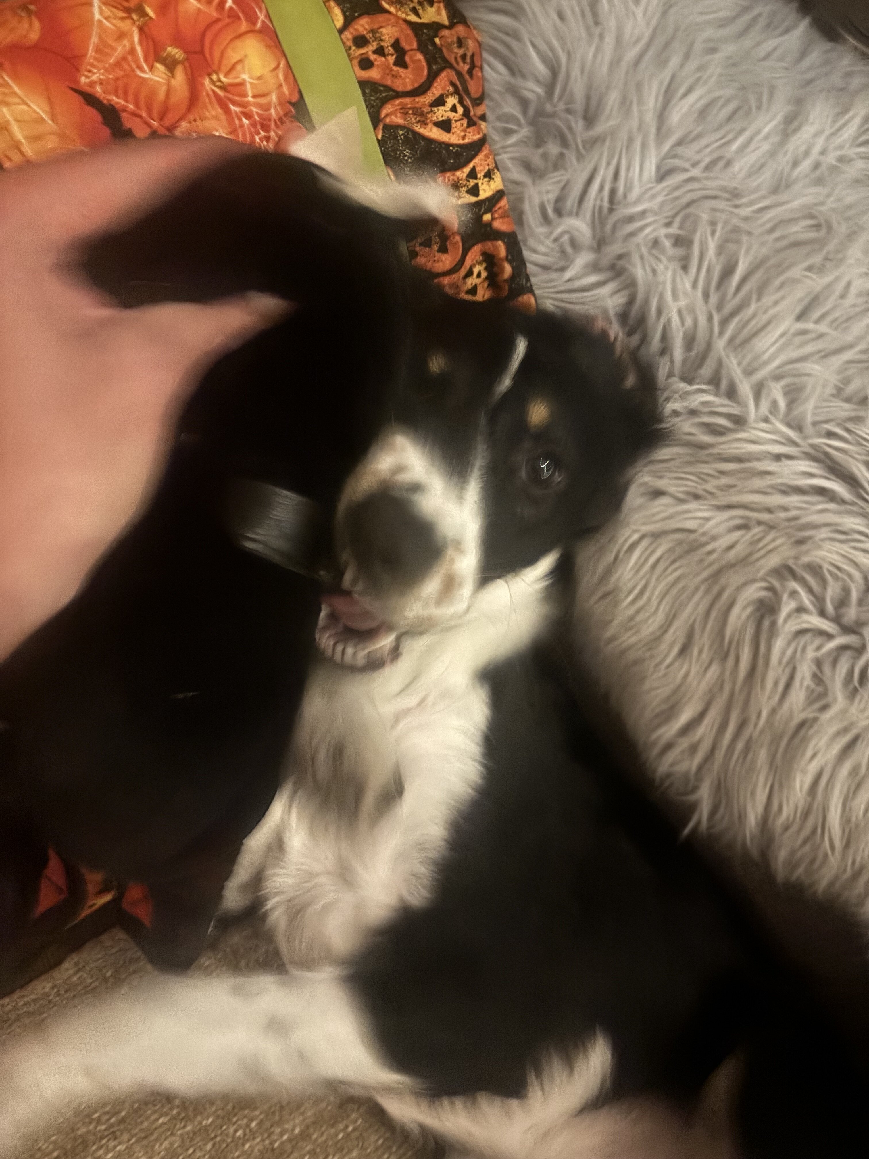 I have a autralian shepard mix i cant support image 6