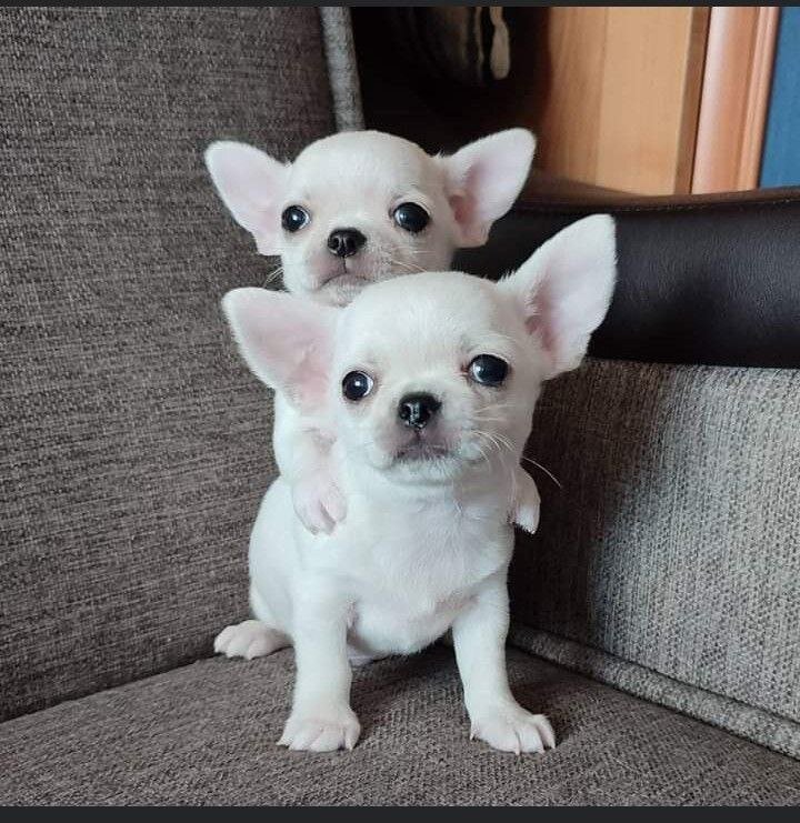 Adorable White Chihuahua Puppies image 2
