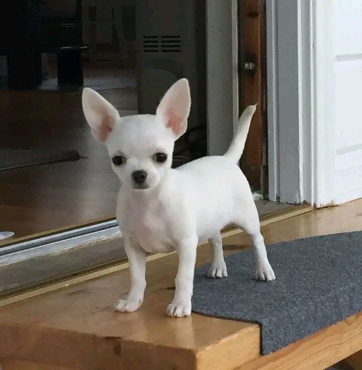 Adorable White Chihuahua Puppies image 3