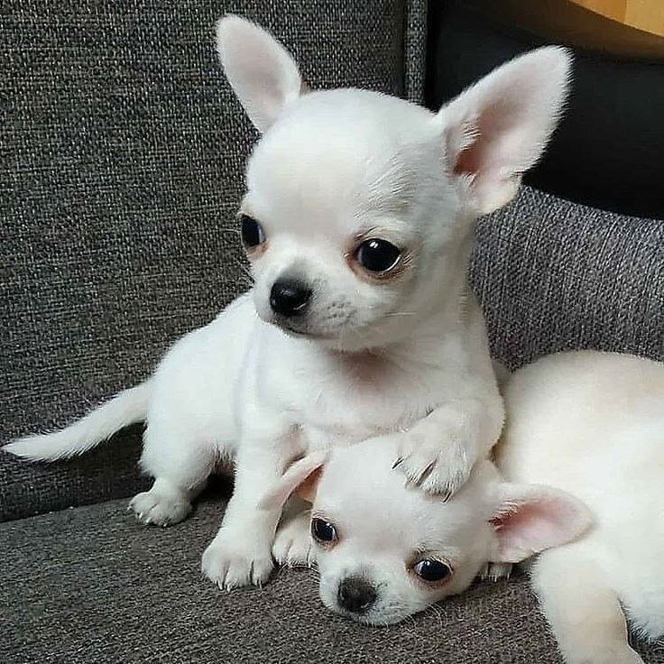 Adorable White Chihuahua Puppies image 1