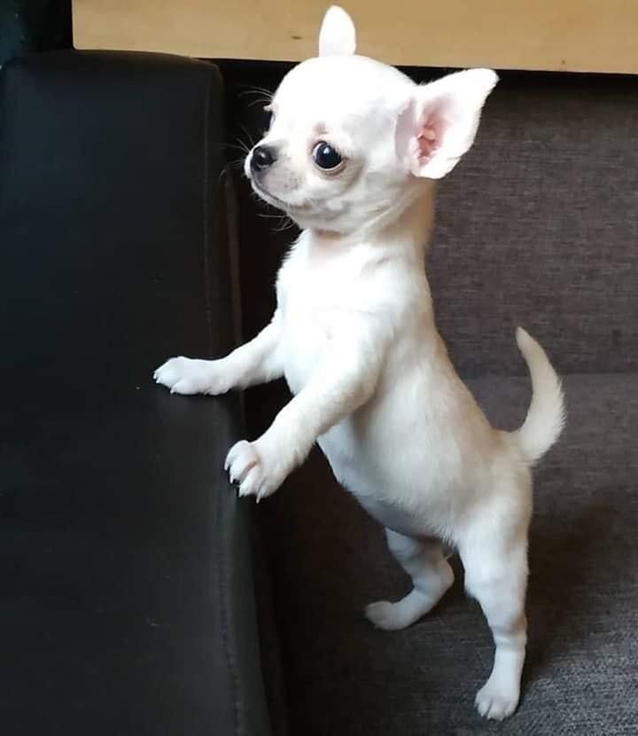Adorable White Chihuahua Puppies image 4