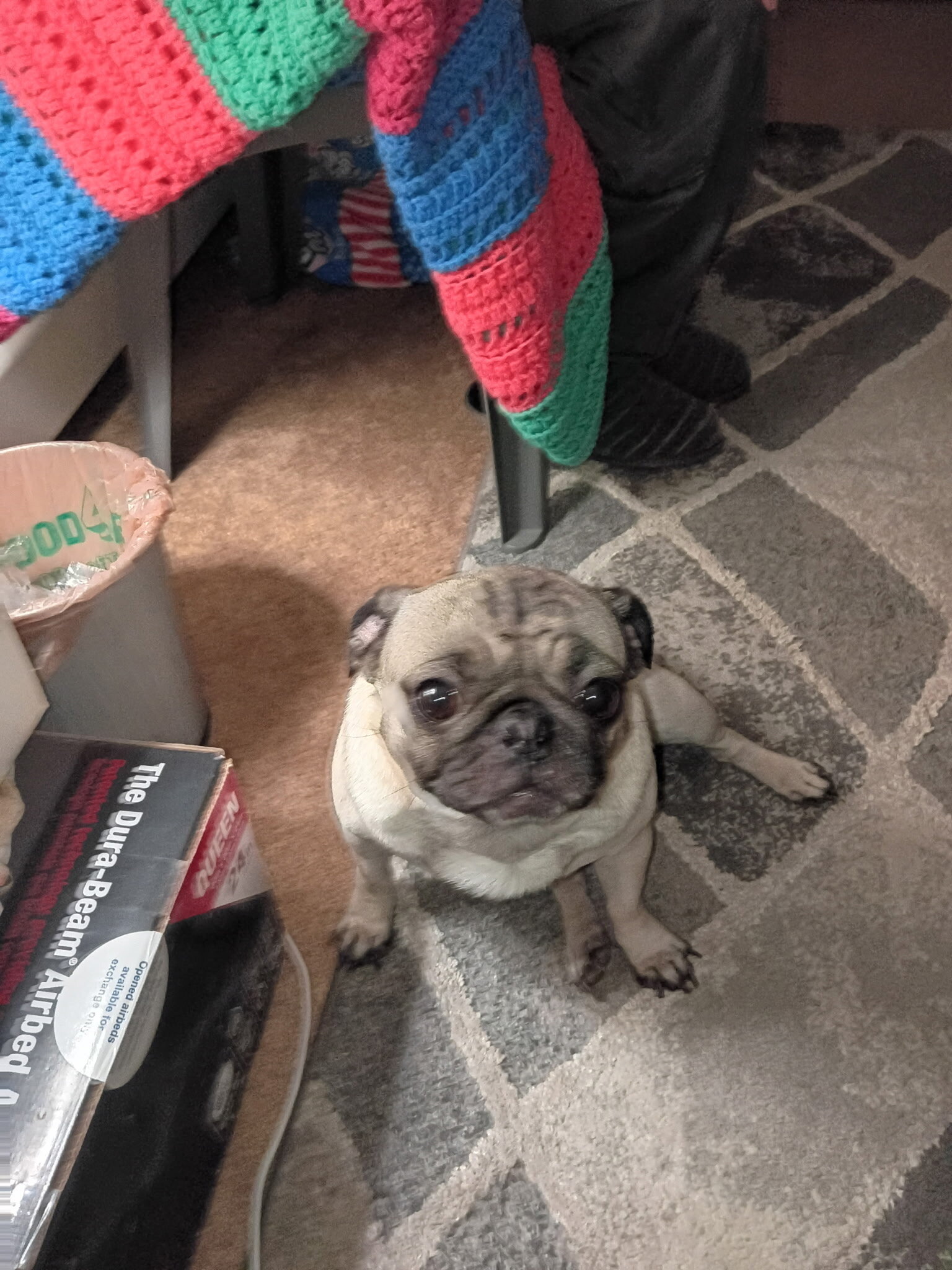 Pugs image 2