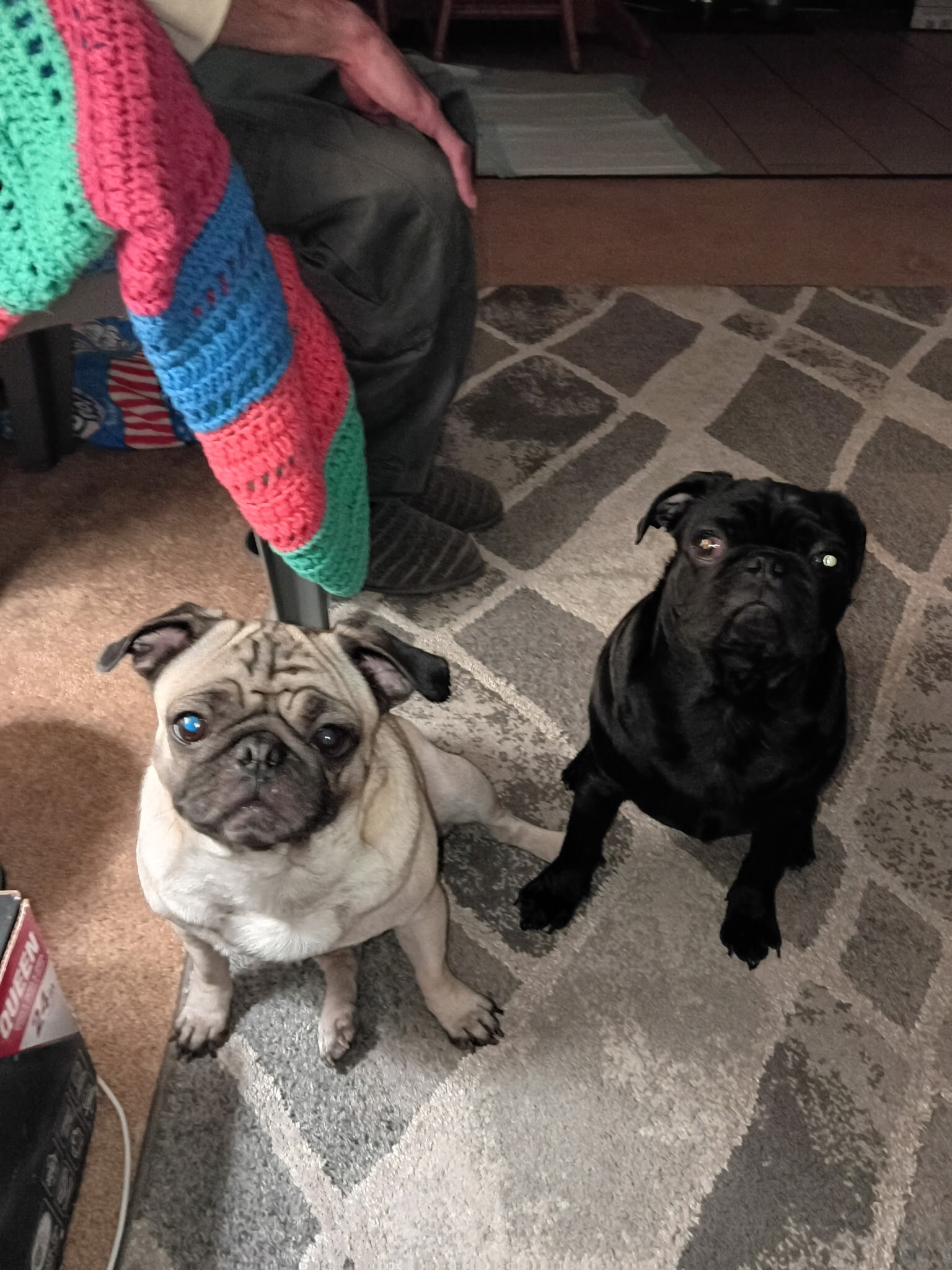 Pugs image 1