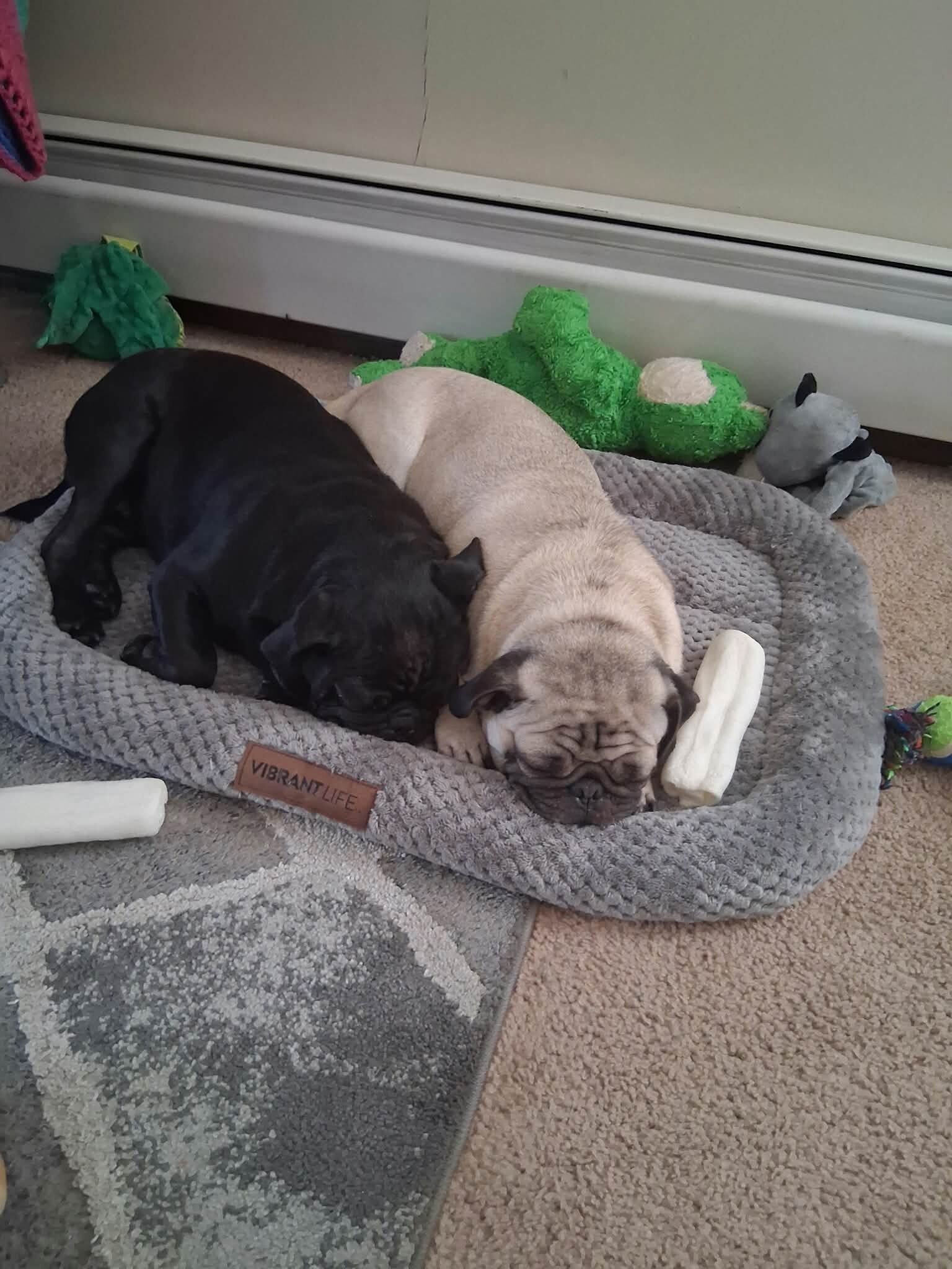 Pugs image 3