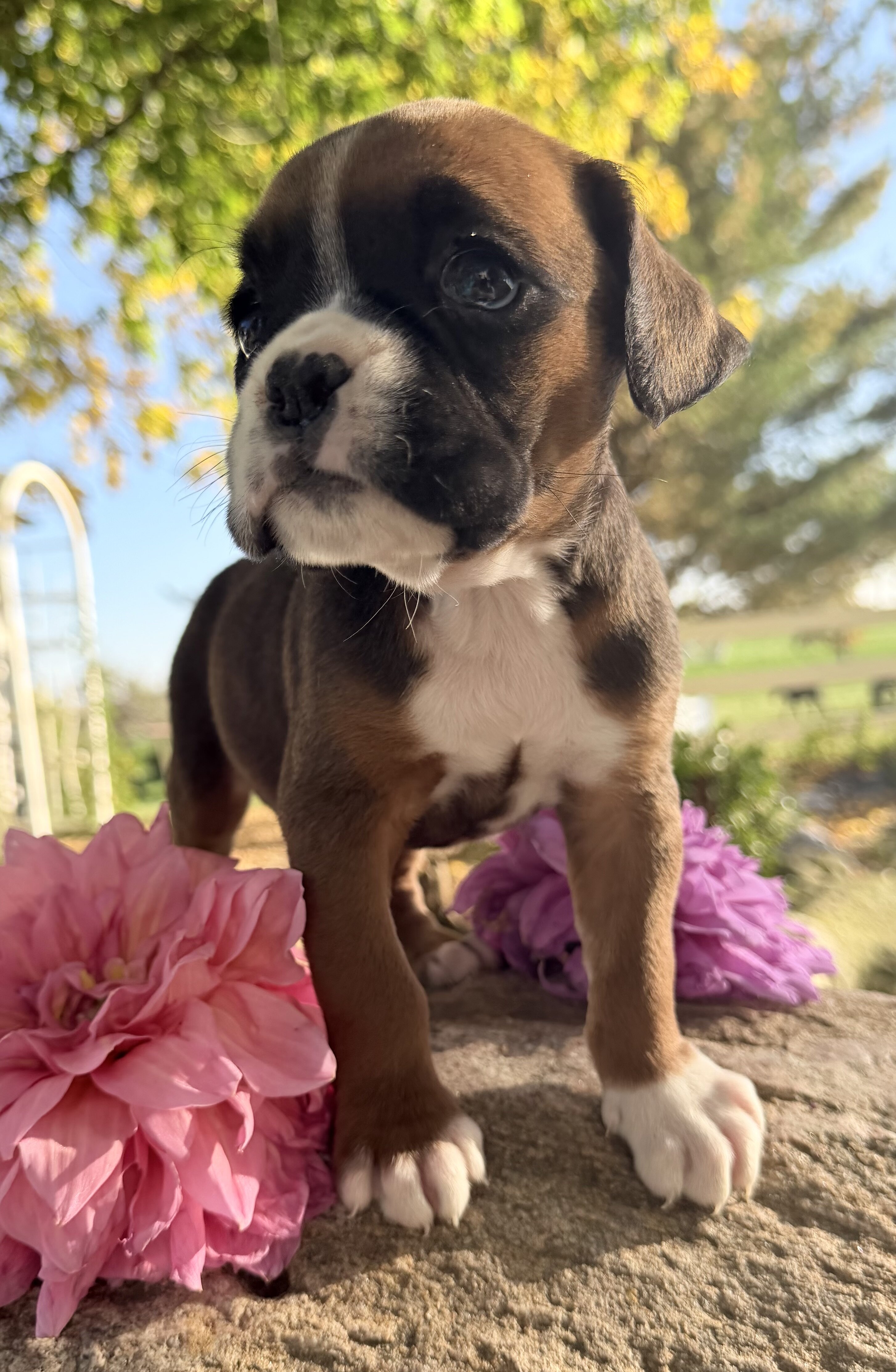 Ziva Female AKC Boxer image 7