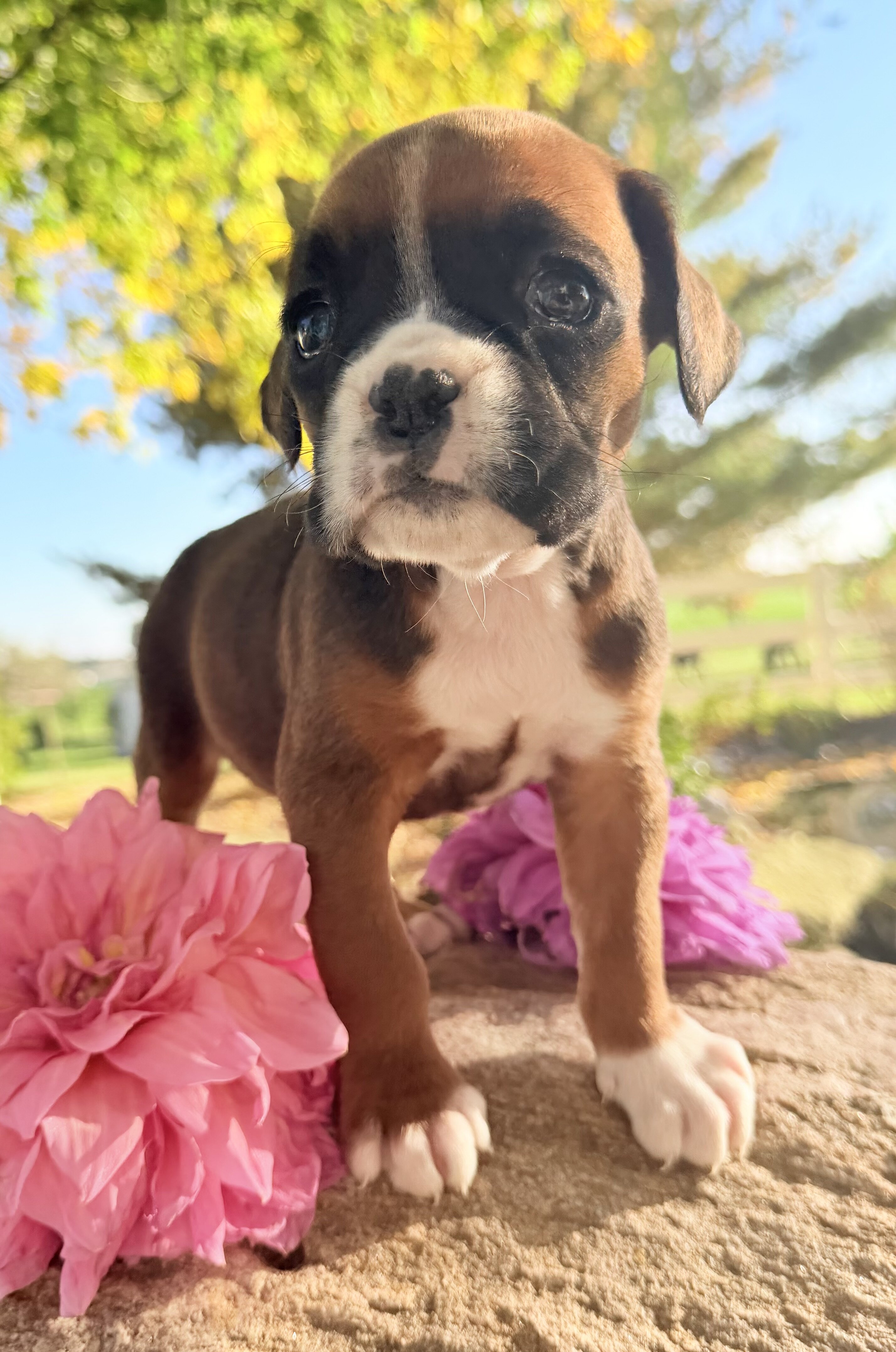 Ziva Female AKC Boxer image 8