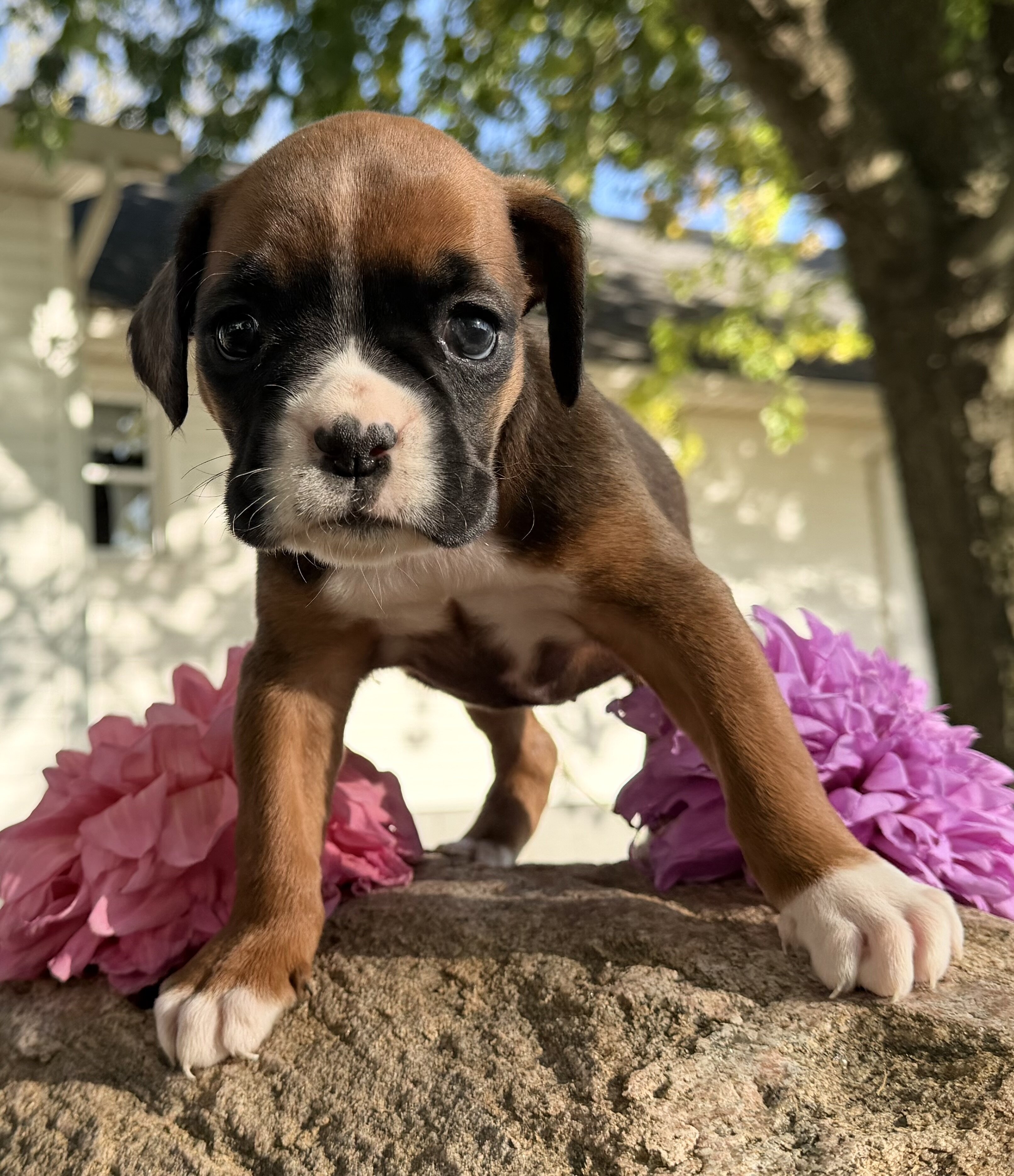 Ziva Female AKC Boxer image 6