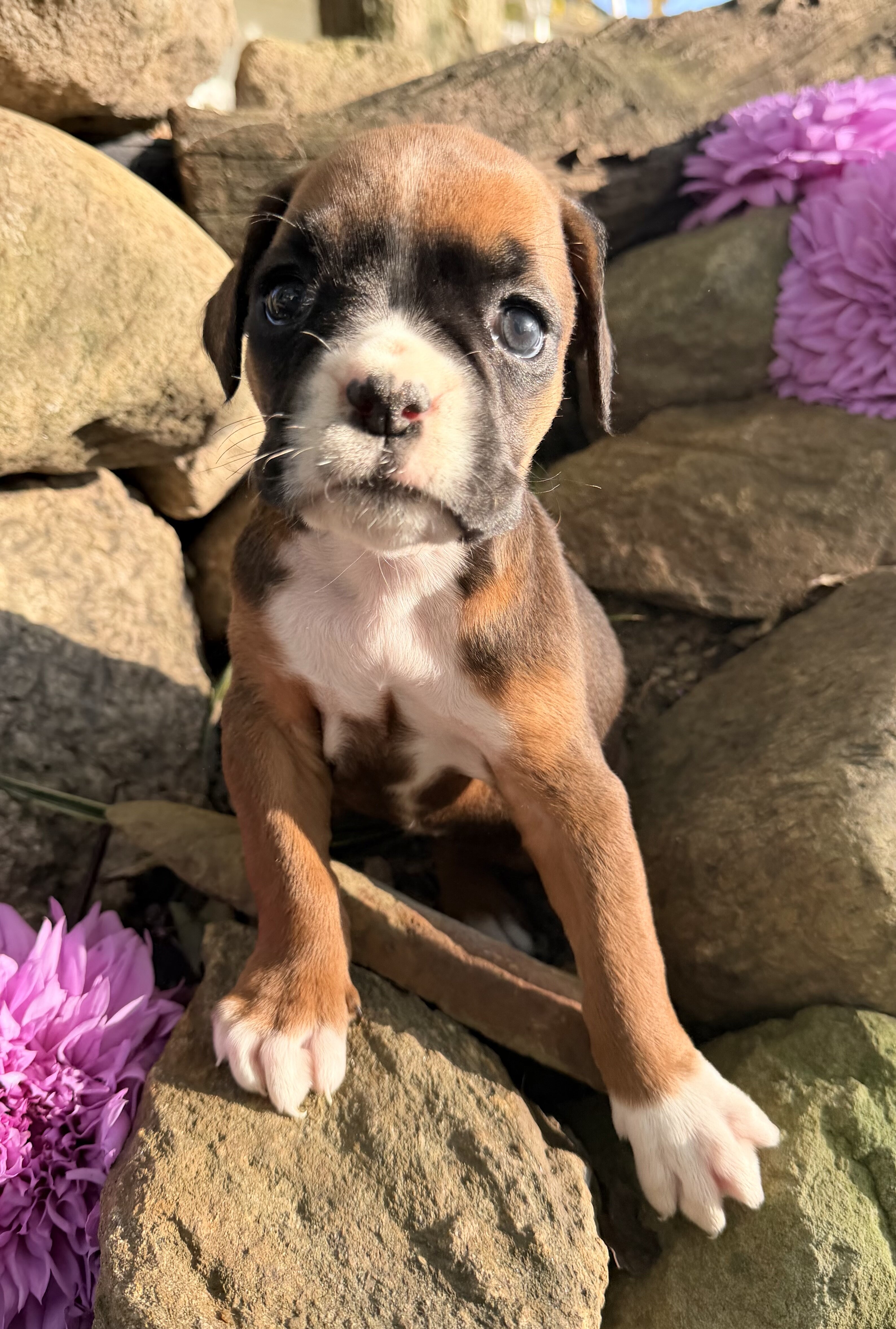 Ziva Female AKC Boxer image 3