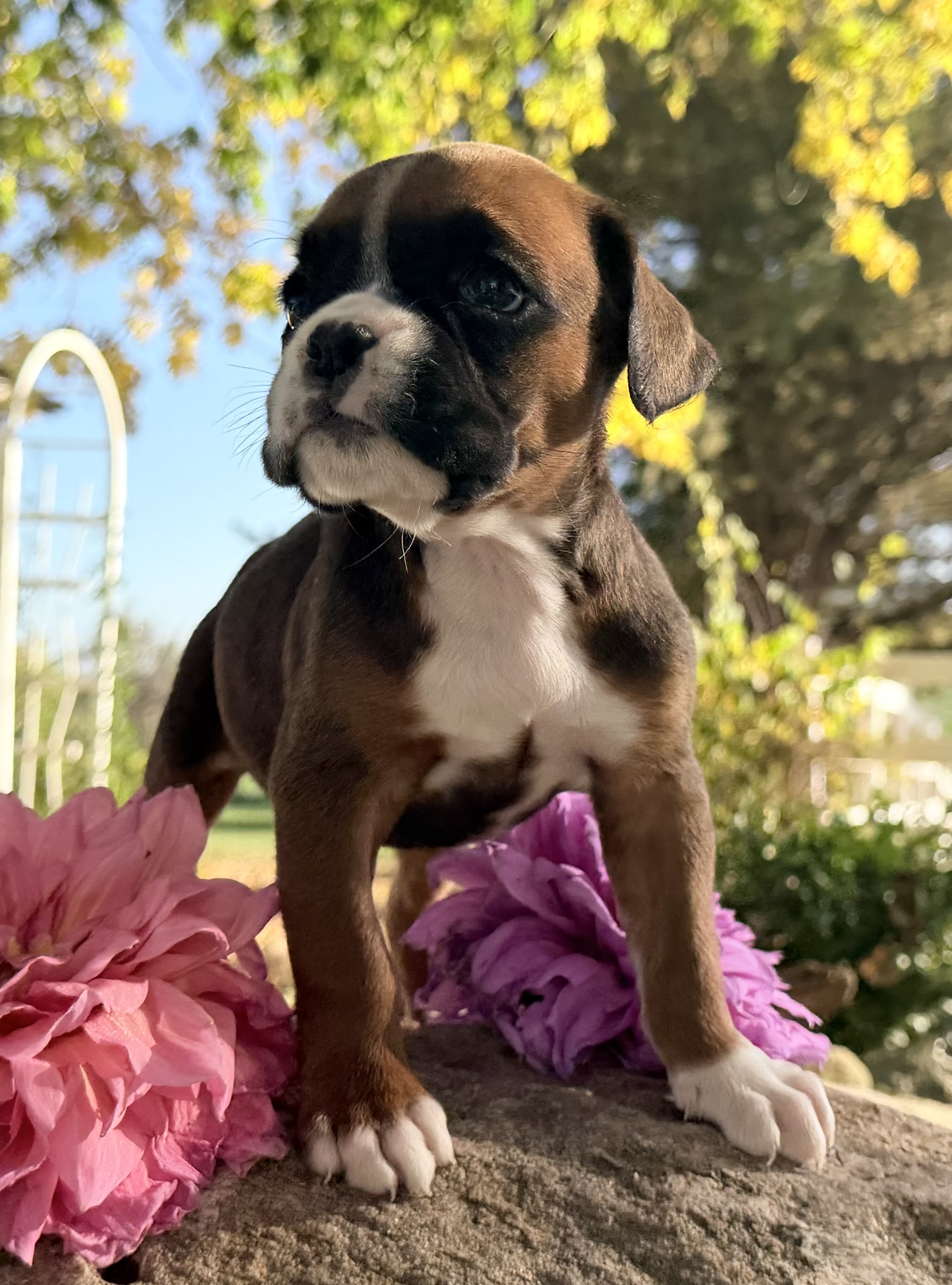 Ziva Female AKC Boxer image 5