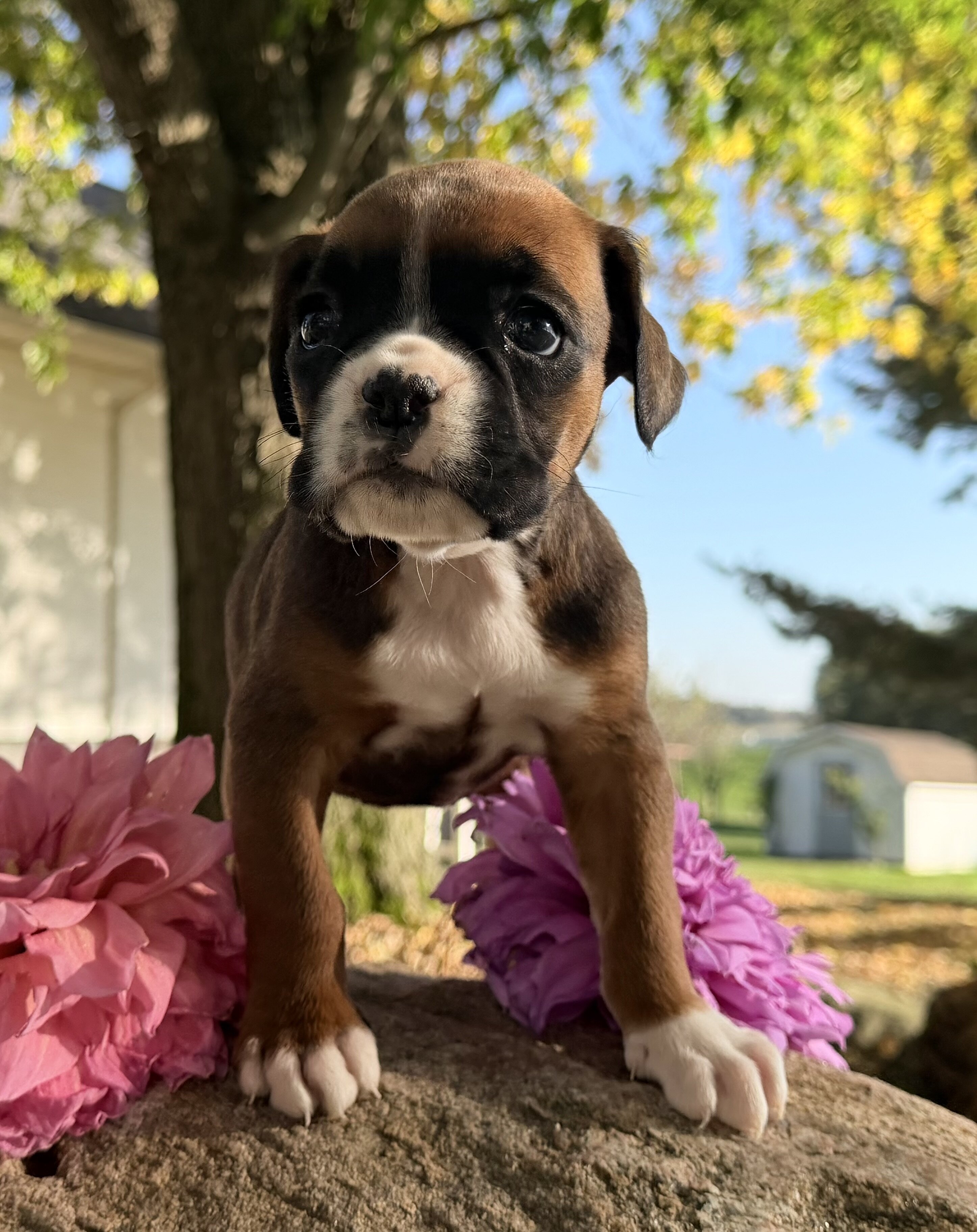 Ziva Female AKC Boxer image 4