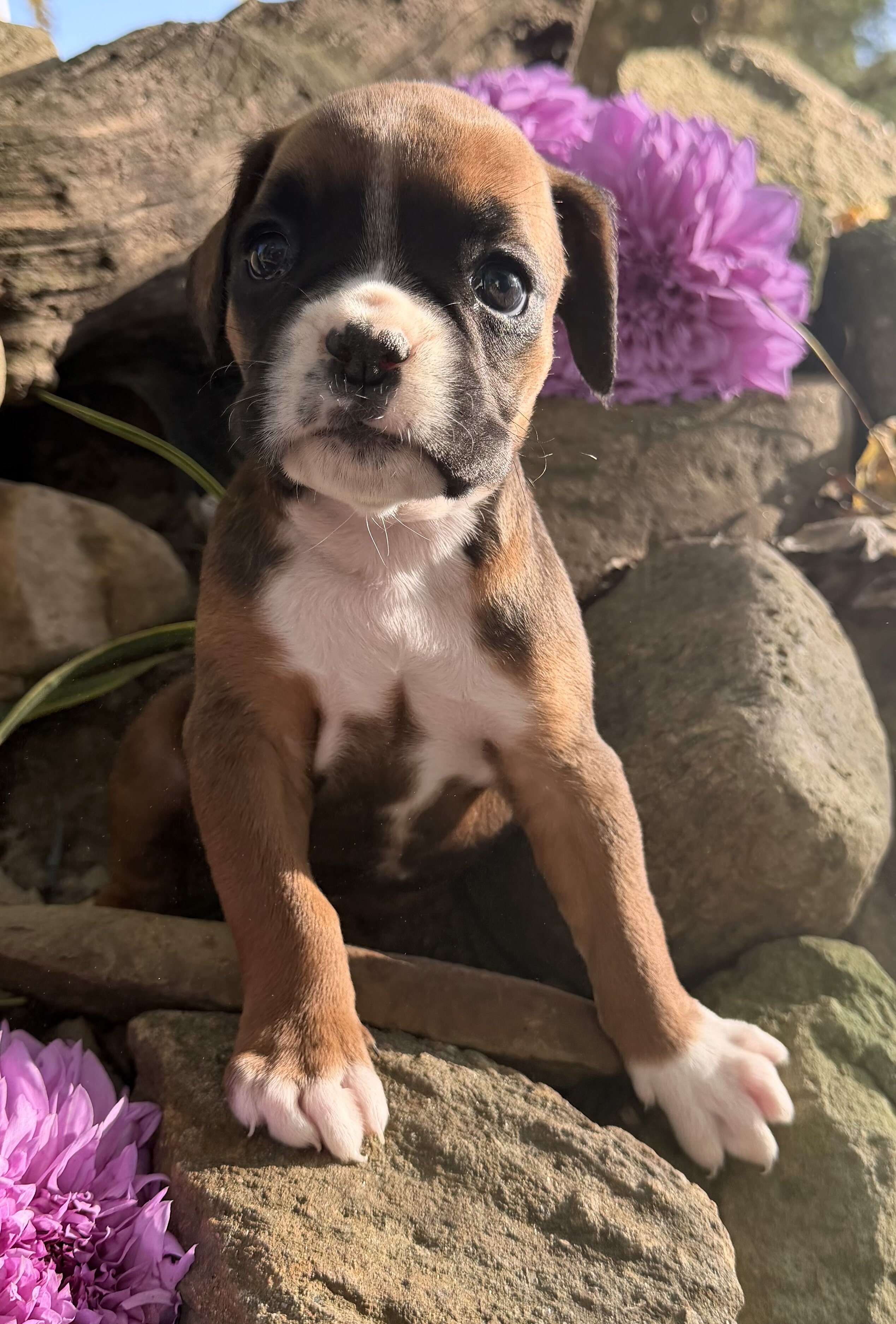 Ziva Female AKC Boxer image 2