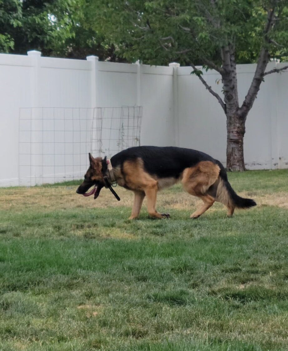 Purebred German Shepherds Puppies image 4