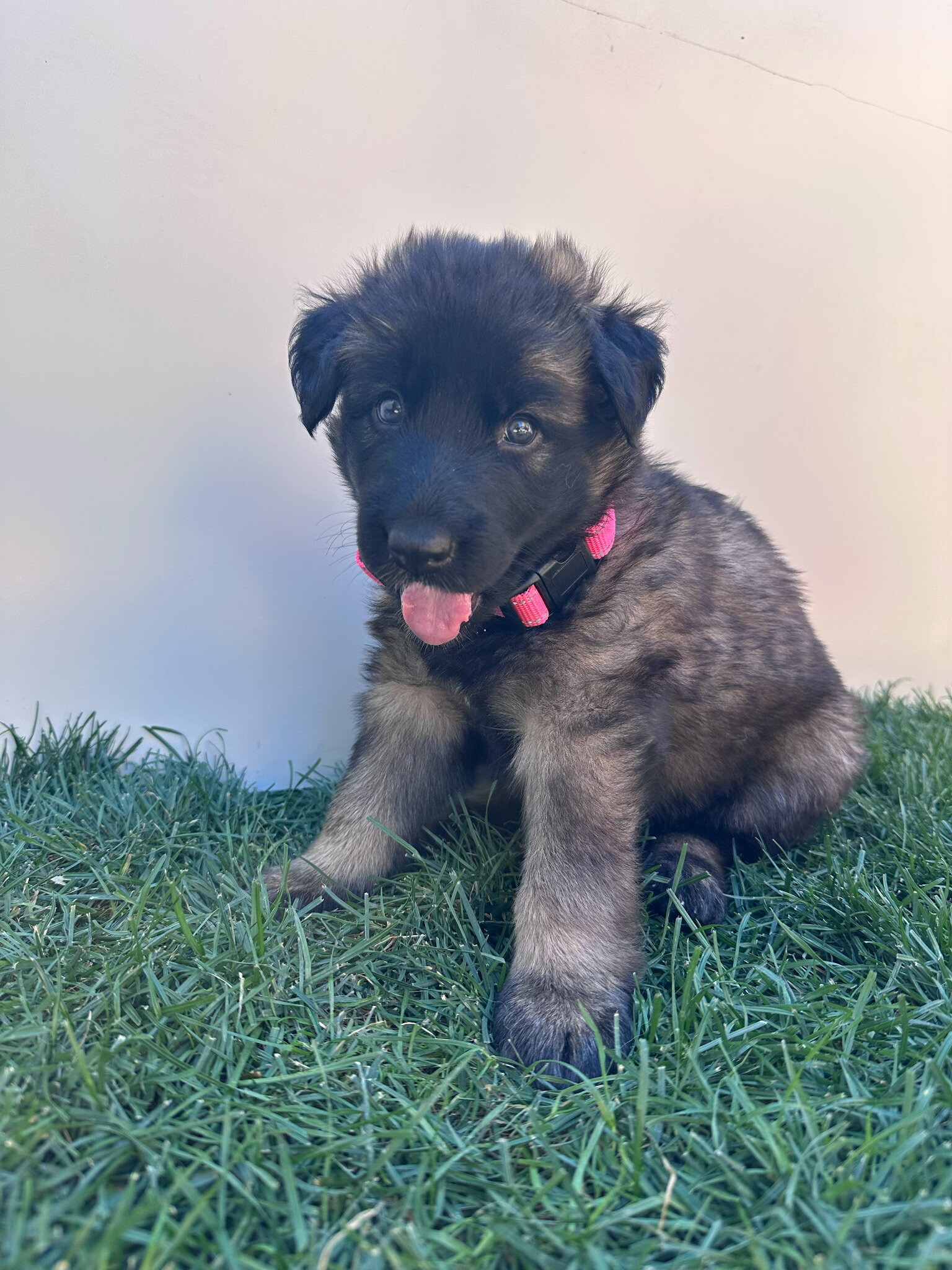 Purebred German Shepherds Puppies image 1