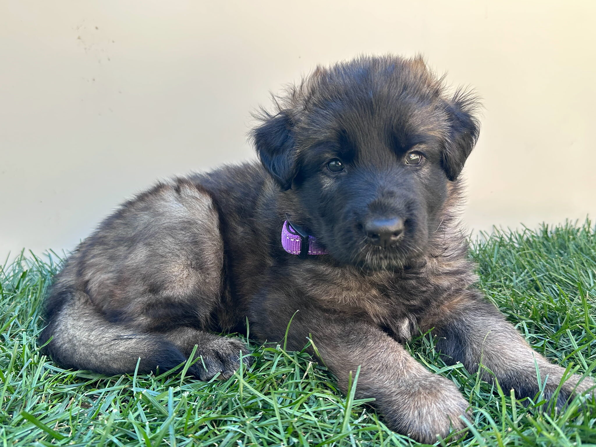 Purebred German Shepherds Puppies image 2