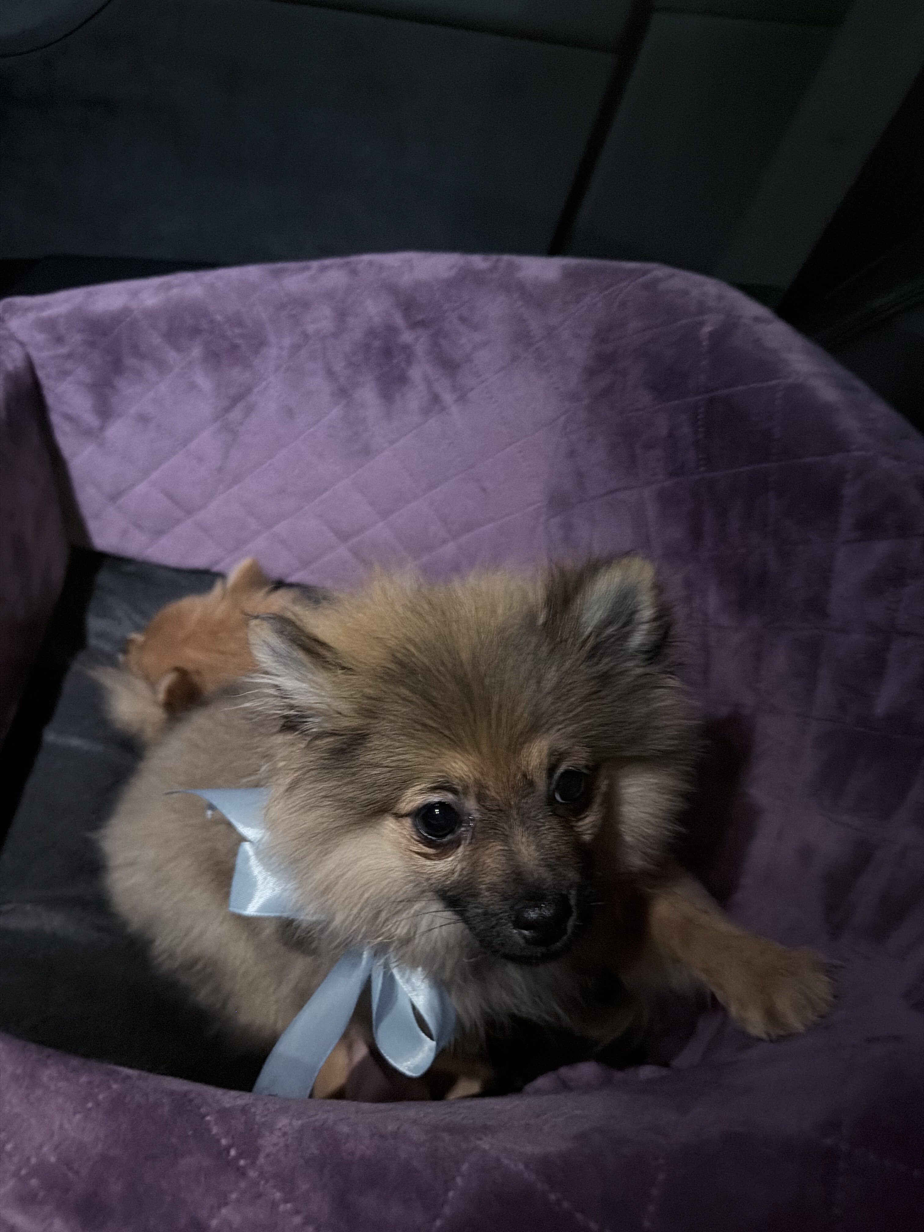2 Puppy Pomeranians image 4
