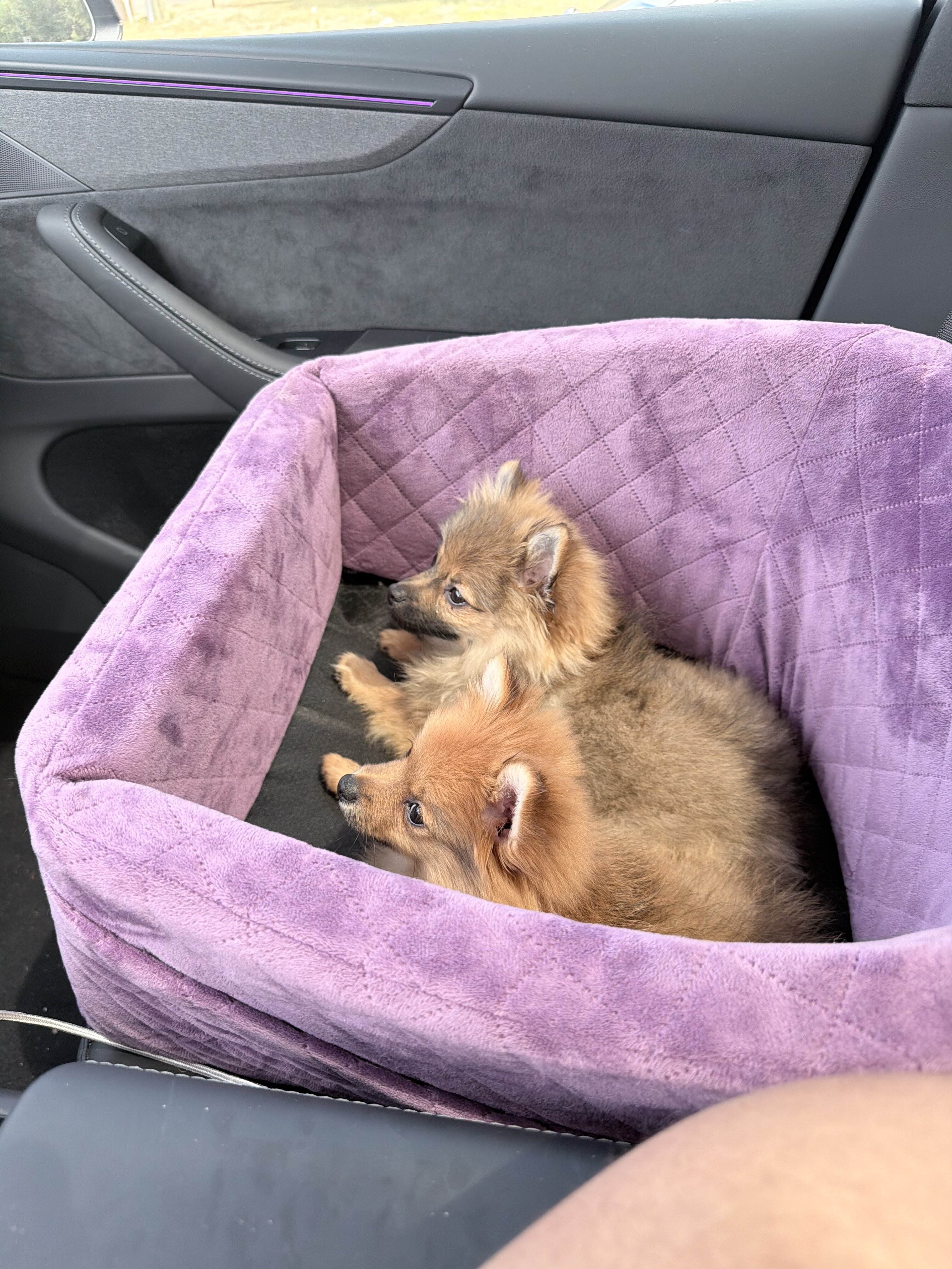 2 Puppy Pomeranians image 3