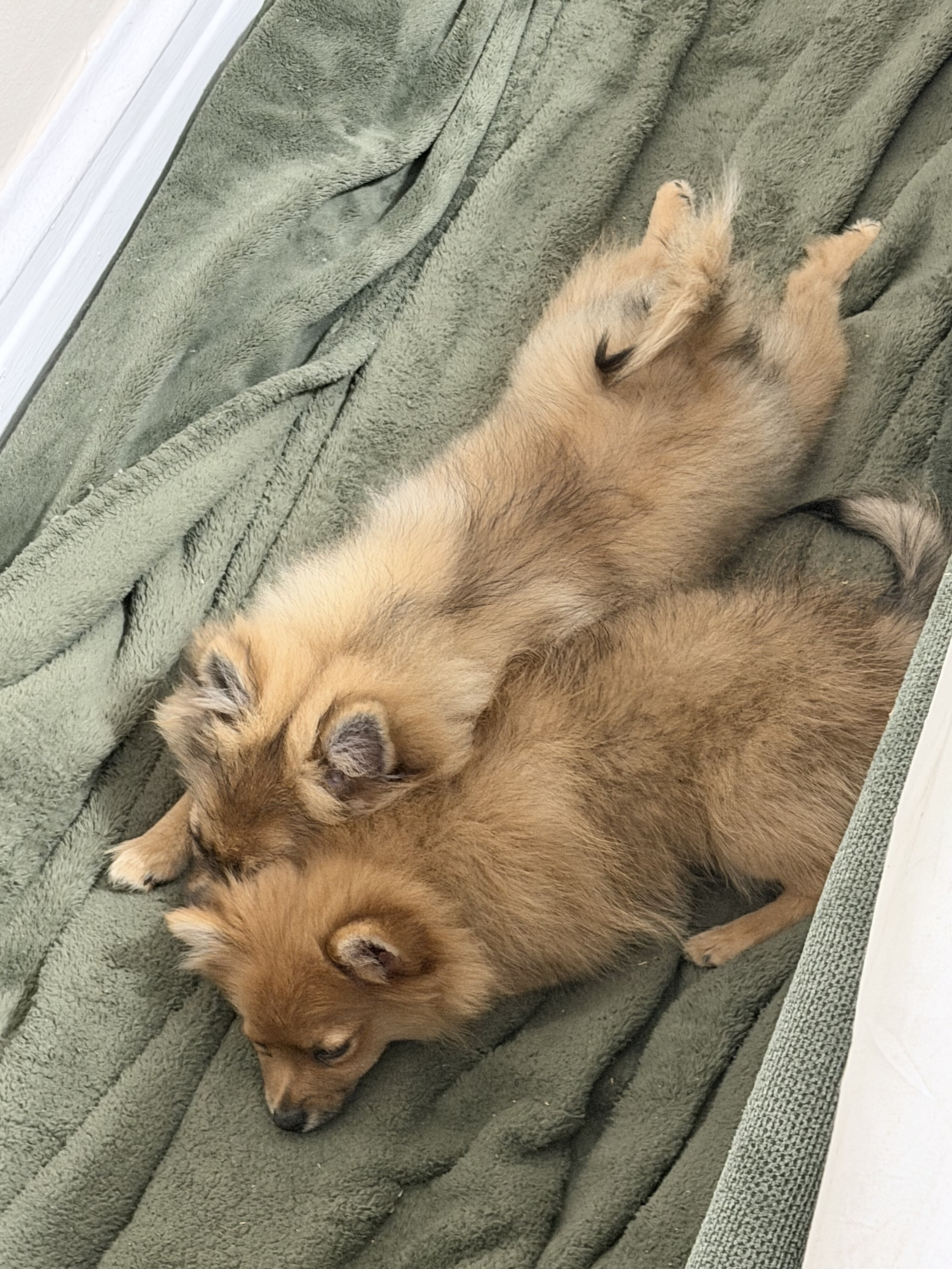 2 Puppy Pomeranians image 2