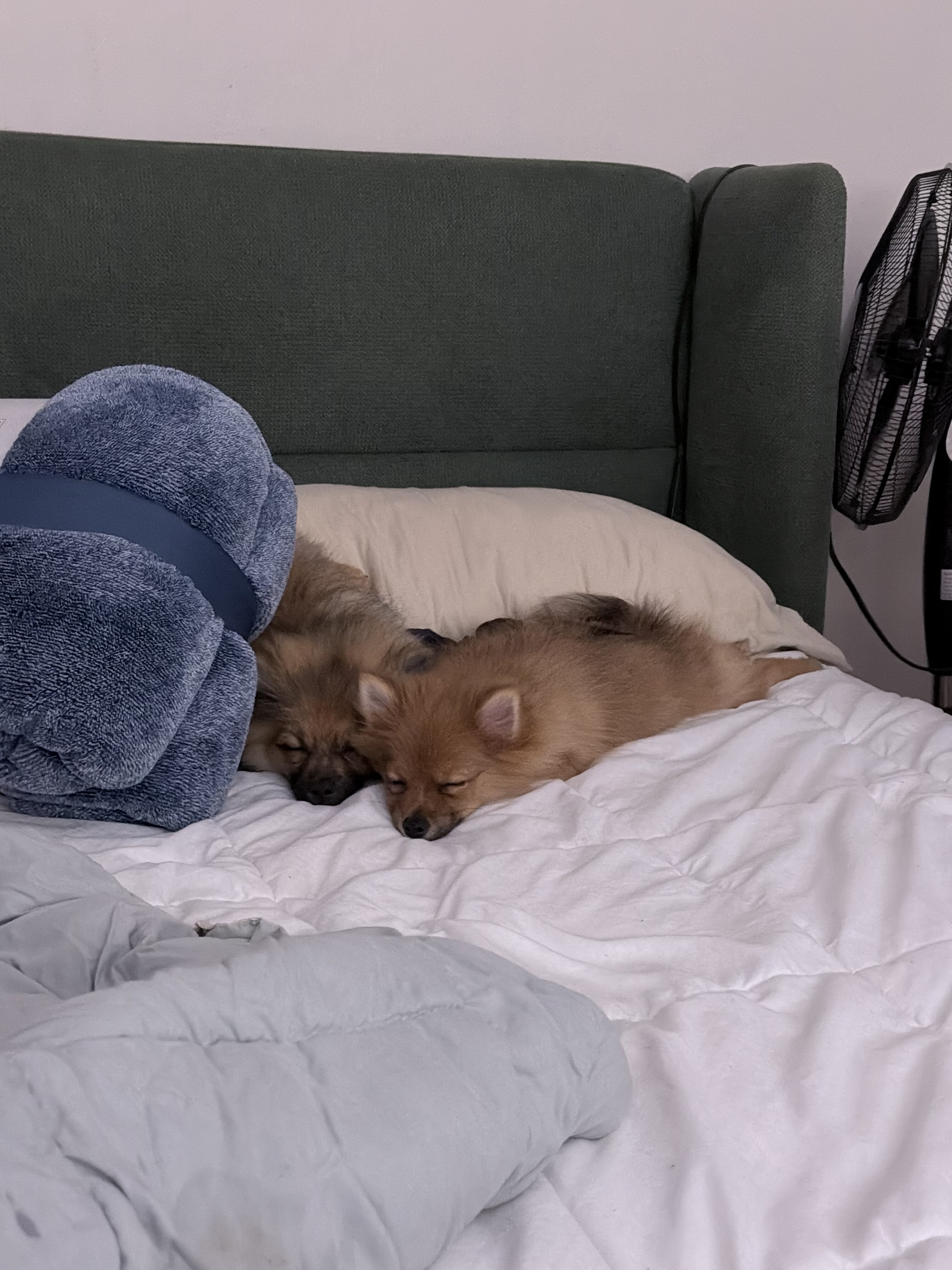 2 Puppy Pomeranians image 1