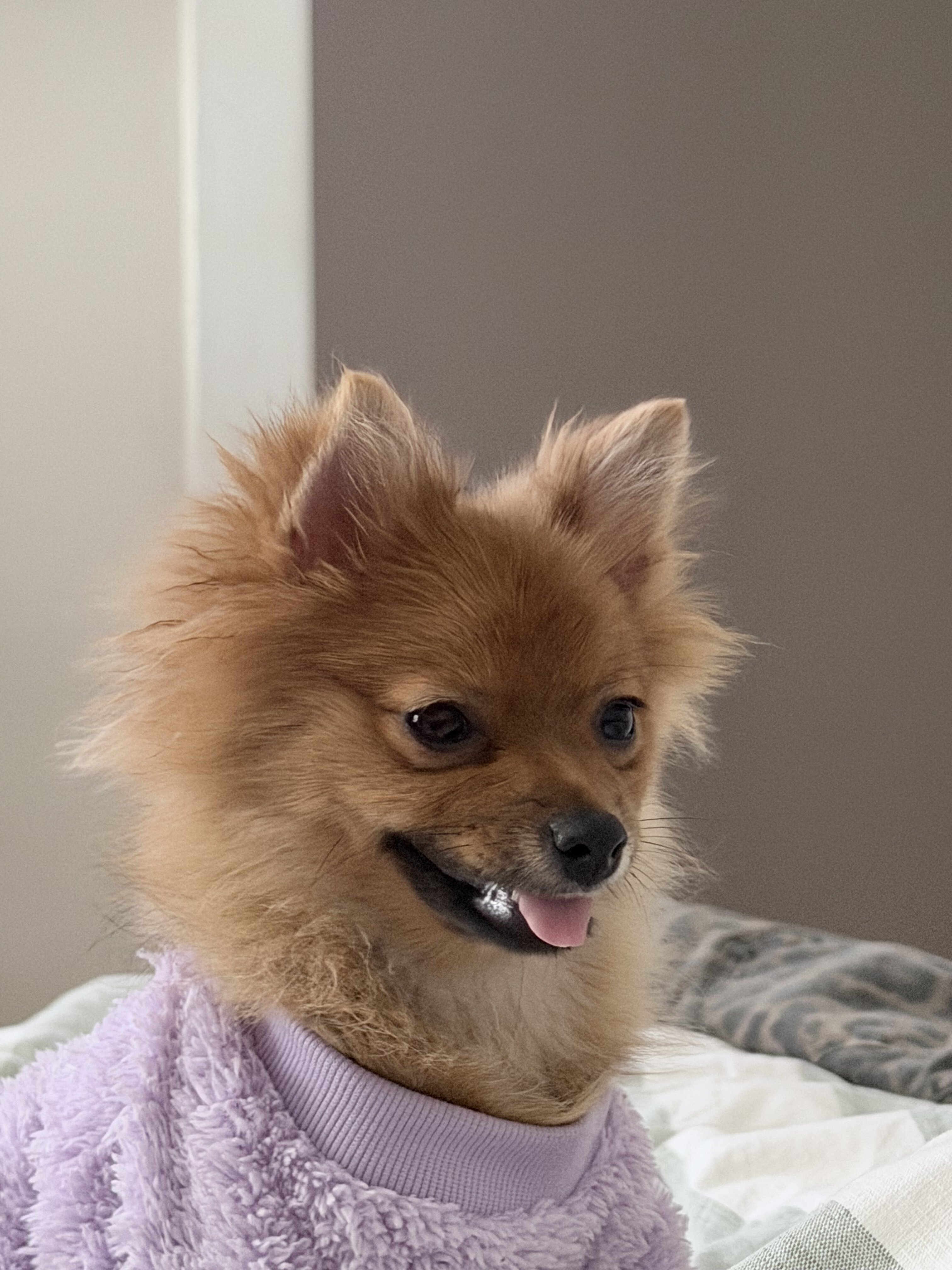 2 Puppy Pomeranians image 5