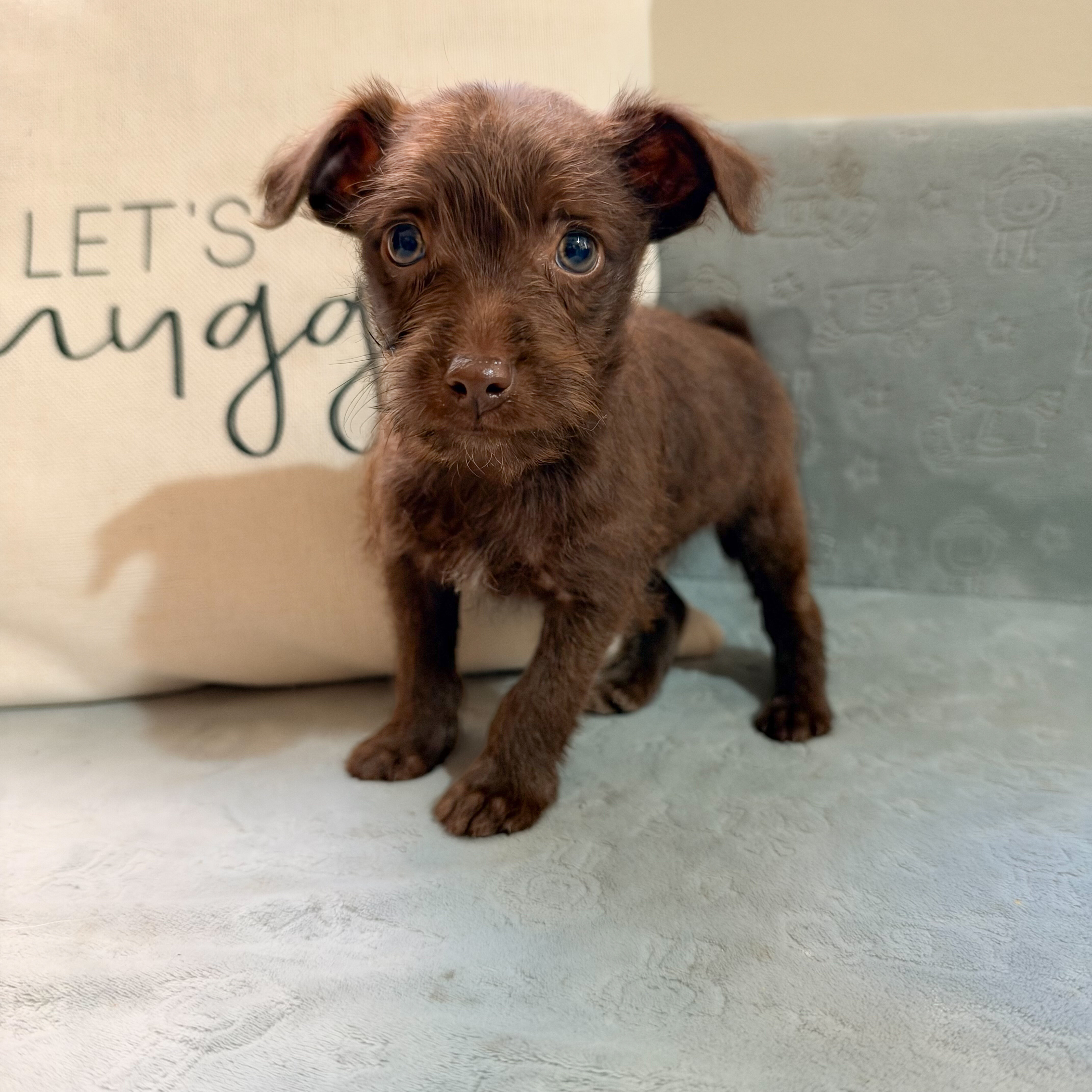 Chihuahua puppies image 5