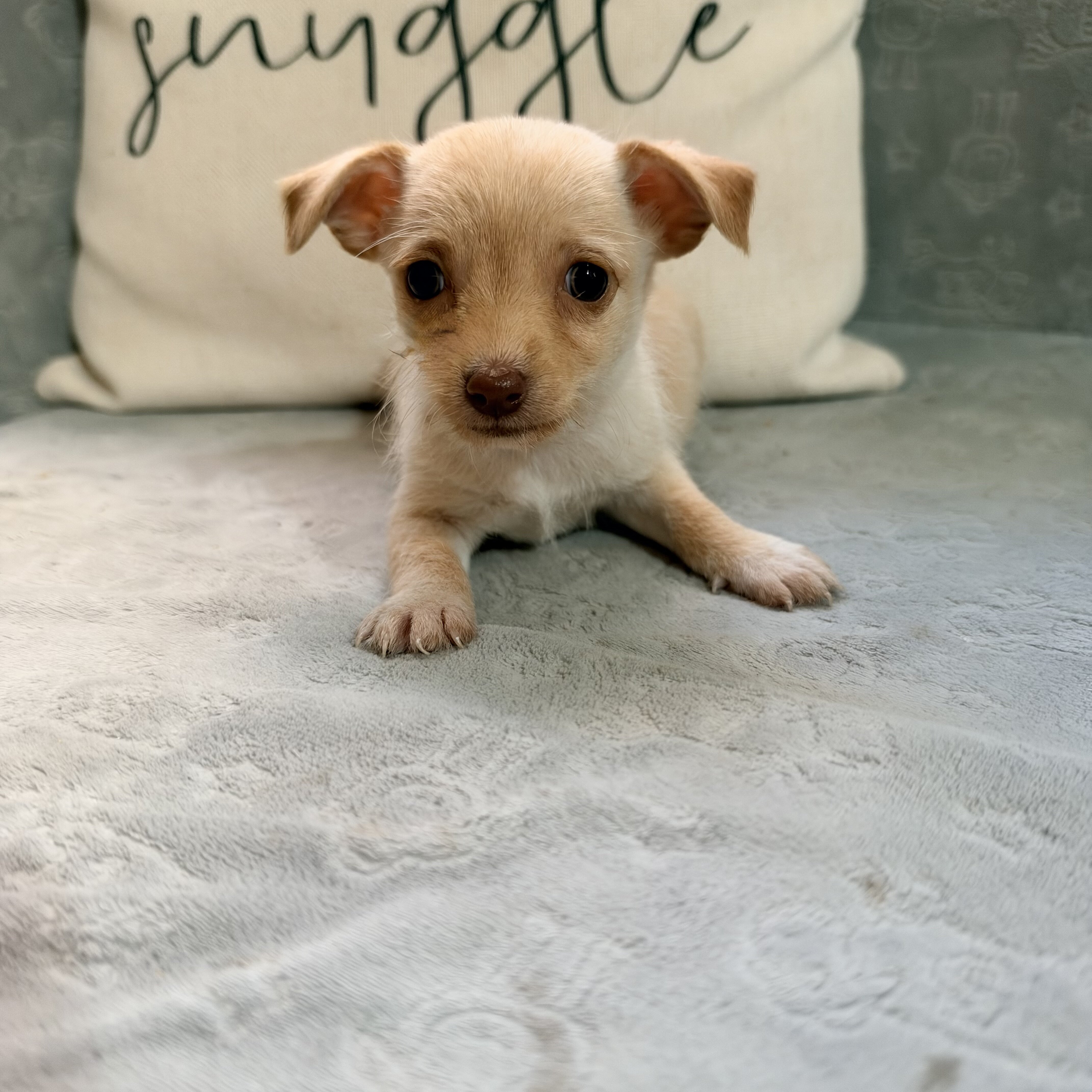 Chihuahua puppies image 3